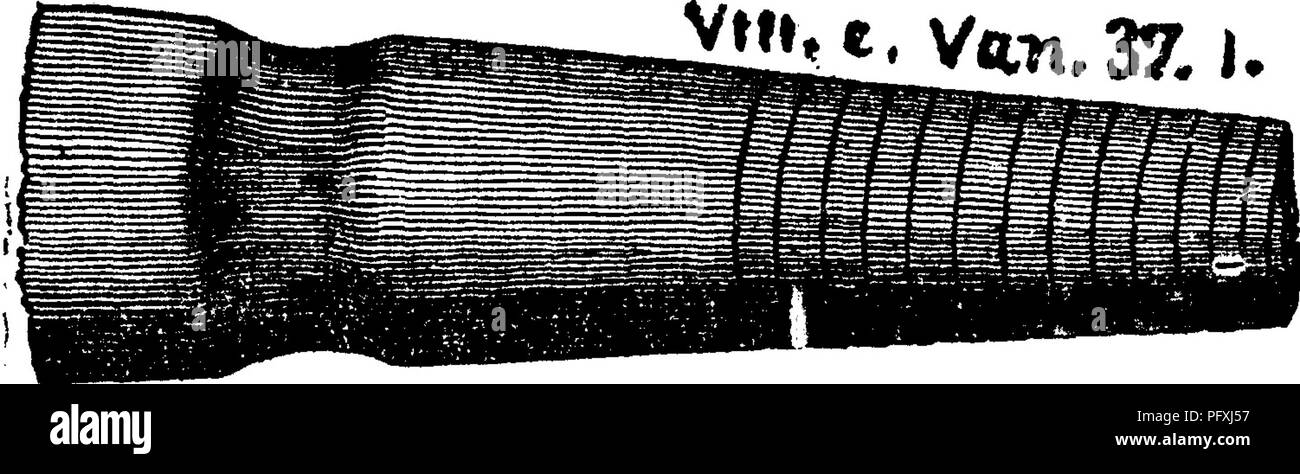 . Ein Wörterbuch der Fossilien von Pennsylvania und Nachbarstaaten in die Berichte und Kataloge der Umfrage benannt... Paläontologie. Mittlere und äußere Röhrchen wurden die letzten oder Leben Kammer ac-cidentally zurück über das innere Rohr gedrückt. Es wäre eine Endoceras gewesen, wenn das kleine Ende hatte fest gewesen und das große Ende gekammert. Bei Fayetteville, O., gefunden in einem Fragment aus Kalkstein, die aus fein - gebrochene organische Reste, gehören - ing in den oberen Teil des Hudson River, HI5. Orthoceras constrictum, Vanuxem. Geol., 3d. Dist. N. ^. Jhl^y^-n.l ^. U Hamilton, (Conrad. Ann. Rt. N.Y., 1838.) - I n Penn Stockfoto