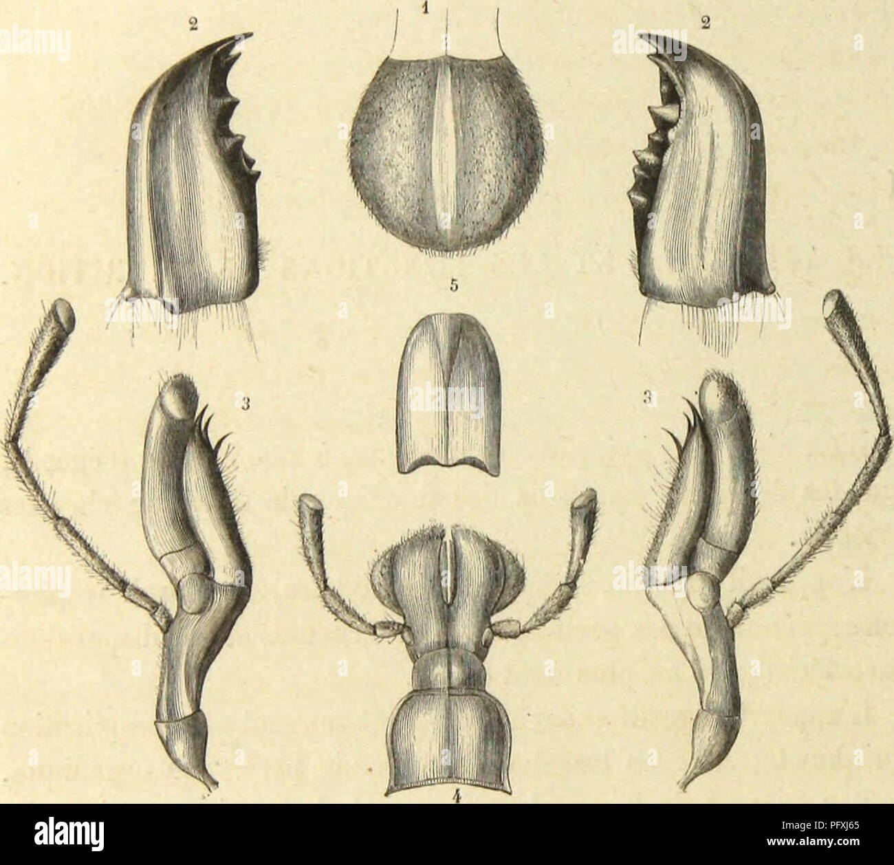 . MeÌtamorphoses mÅurs et Instinkte des Insectes (Insectes, myriapodes, arachnides, crustaceÌs). Insekten; Insekten; Myriapoda; Spinnen; Krebstiere. 112 LES MCTAMOUPHUSES DES INSECTES. Si nous oxuiuiuous, ou preiuioi - Löwe, Lu bouche Daus uu Insecte qui se nourrit de Stoffe solides, uu Insecte Ju" oyeui-, suivant l'expression adoptÃ © e] Kir les zoologistes, nous Aurons un point de Einrichtung Teil qui rendra fort einfach l'Ã©tude de Piétrasanta ¨ ces Buc-Cales de tous les Insectes auti-es. La Sauterelle est bien partagÃ©e sous le rapport du Dekor velop - pement de ses Piétrasanta ¨ ces buccales; elle fournira ainsi un exemp Stockfoto