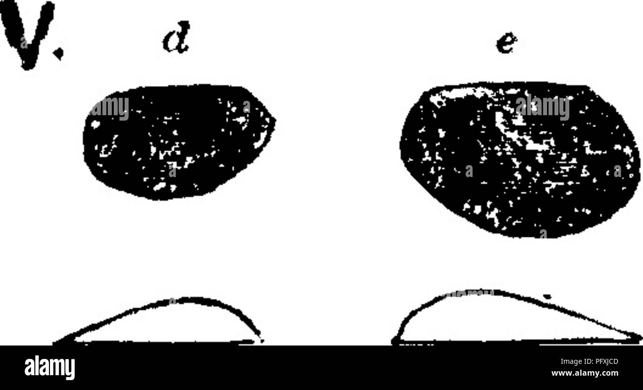 . Ein Wörterbuch der Fossilien von Pennsylvania und Nachbarstaaten in die Berichte und Kataloge der Umfrage benannt... Paläontologie. , Em. A.G. d 1855. Cytherina crenulata. Emmons' amerikanischen Geologie, Band 1, Teil 2, Seite 220, Holzschnitt Abb. 75, d, c, stark Magni-Fied (siehe die kleine ovale zwischen den Figuren), die das Scharnier oder dorsalen Seite. Ventile erweitert zurück, und das Bilden von anscheinend eine Nut. - Irenton Kalkstein Formation Mitte dleville, Eastern New York. //. C. Cytheri7ia fabulites. Siehe Leperditia fabulites. IIL I. Cytherina pennsylvanica. Siehe Leperditia pennsylvanica und Beyrichia Stockfoto