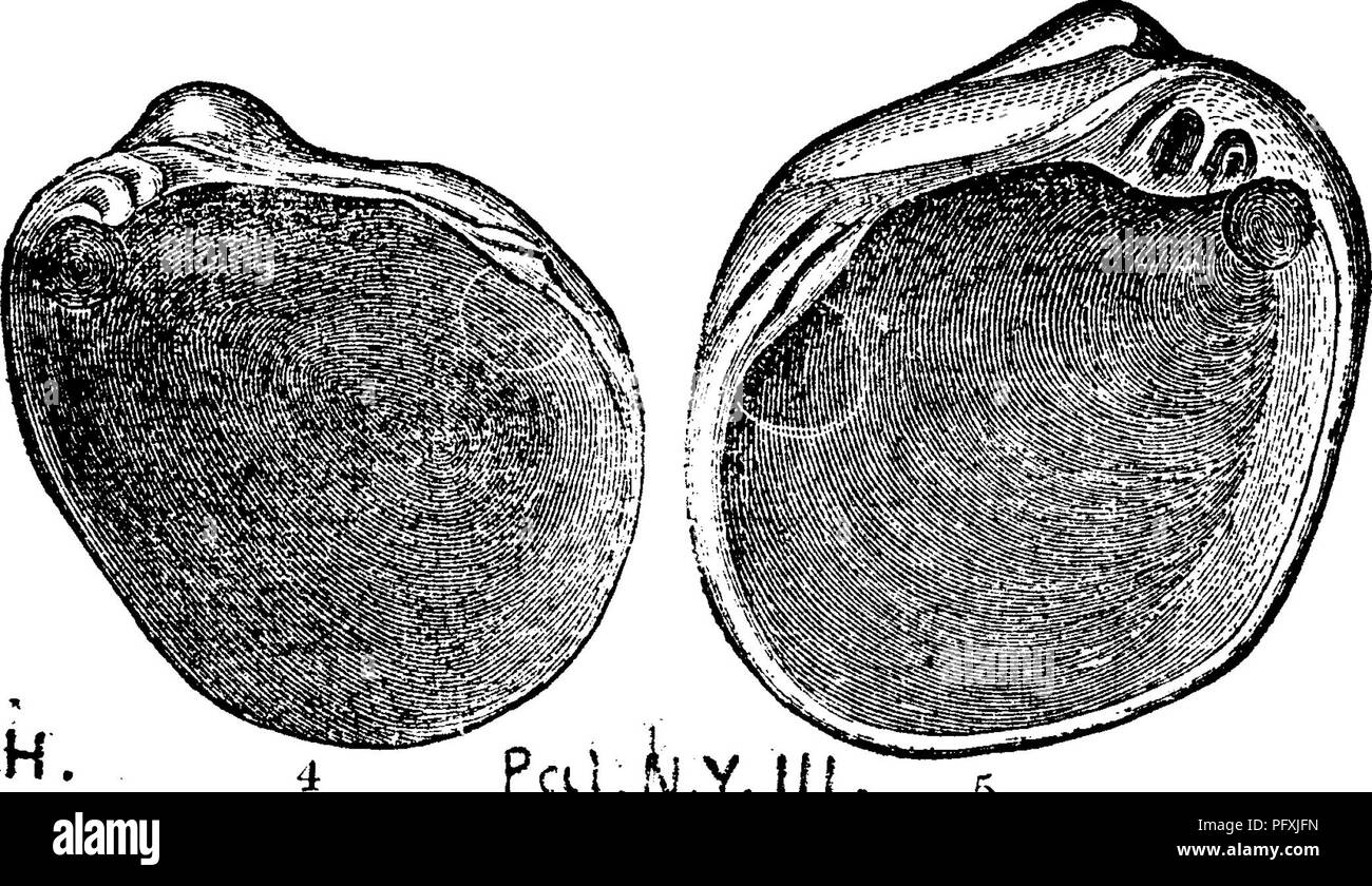 . Ein Wörterbuch der Fossilien von Pennsylvania und Nachbarstaaten in die Berichte und Kataloge der Umfrage benannt... Paläontologie. Rhombeus Cypricardites {Schizodus). {Cypricardia yu ^j^ iik. rhomhea. Hall, Geol. Vierte Dist. N.Y., 1843, Seite 291, Abb. 139, 2, 3, mit sehr markanten Schnabel und glatte Schale, gefunden (in Unternehmen mit EU-Z, 139 iiiiiiii I'3 omphalus Depressus und Cypricar - dia-Gontracta) an einem einzigen Ort, etwa vier Kilometer nördlich von Panama, Chatauqua County, N.Y. [Selbstverständlich diese Schalen nicht Karbon sind noch Subcarhoniferous^ Für die Panama Konglomerat ist die Thi Stockfoto