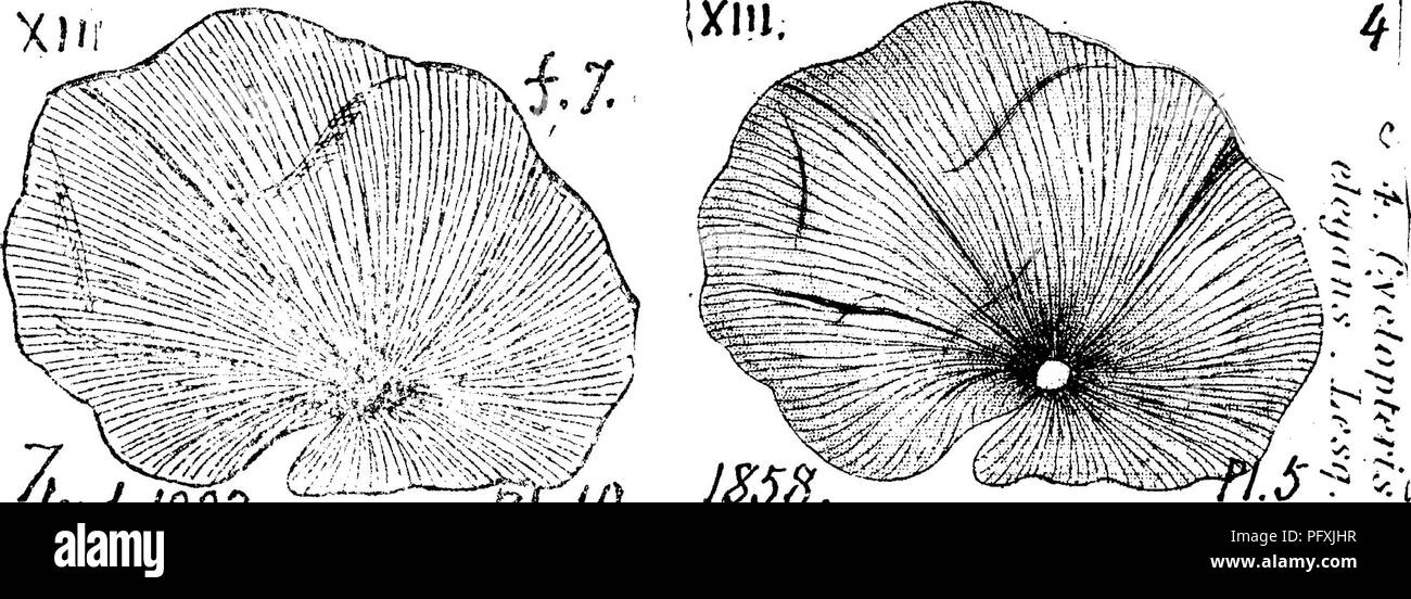 . Ein Wörterbuch der Fossilien von Pennsylvania und Nachbarstaaten in die Berichte und Kataloge der Umfrage benannt... Paläontologie. Cyclonema sub-angulatum. {Pleurotomaria Sul - angu-Lata, Halle, Trans. Alb. Inst. Vol. 4,1856. Whitfield Bull. 3, Standort. Mus. N. IL, 1882, Platte 8.) Die Collett Indiana Rt. 1882, Seite 364, Tafel 31, Abb. 32.-Sub-carloniferous Kalkstein von Spergen Hill, etc.^ Ind. dieser Art von Cyclonema von allen anderen Arten der Gattung unterscheiden kann, der durch die plattfische, Haltbarkeit wie oberen Teil von jedem Wirtel, mit einem stark eckige Kante. Dies ist die Unterscheidung fe Stockfoto