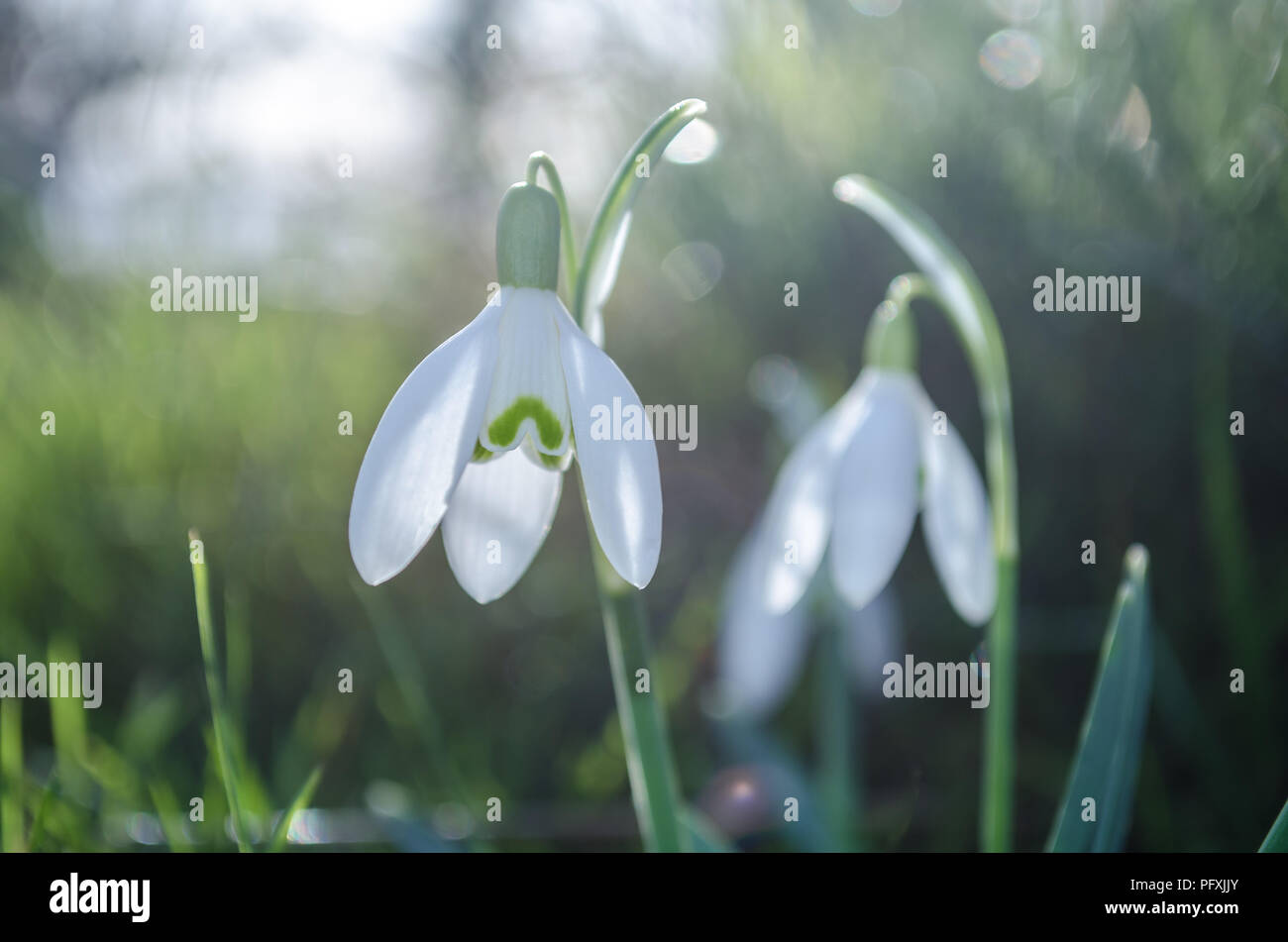 Am frühen Morgen Schneeglöckchen Stockfoto