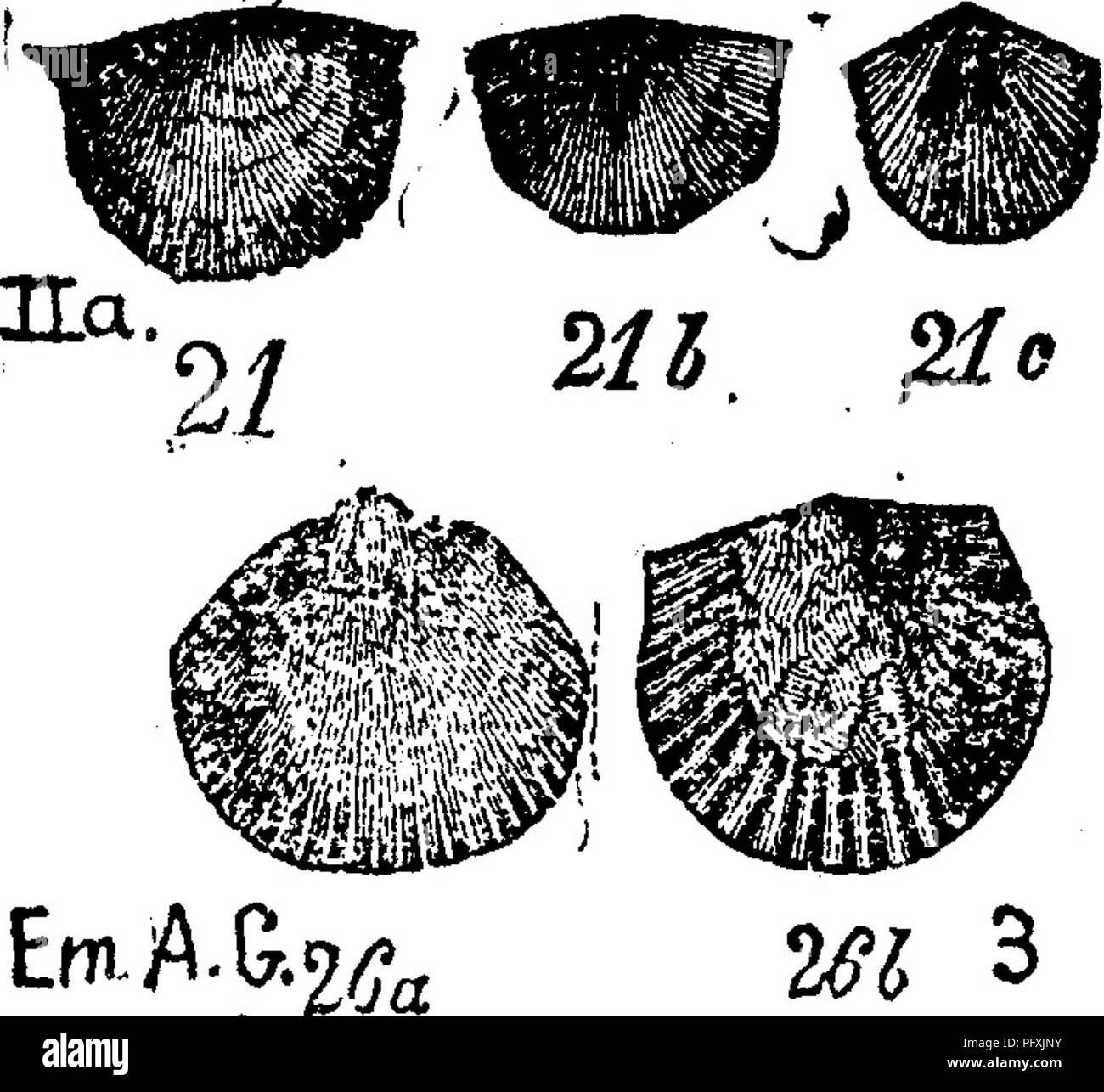 . Ein Wörterbuch der Fossilien von Pennsylvania und Nachbarstaaten in die Berichte und Kataloge der Umfrage benannt... Paläontologie. Orthis costalis. (Halle, Pal. N.Y., Vol. 1, 1847 Chazy Kalkstein.) Emmons, Amer. Geol., Bd. 1, Teil 2, 1855, S. 235, Pi. 3, Abb. 21 S, C, 26a, 2f^b; über 32 Starke Falten auf den beiden Ventilen, von denen flacher ist als der andere. In der dünnen Chazy Kalkstein Betten, insbesondere in der Nähe von Chazy Dorf, Clinton Co., N.Y., Emmons, // 5. -'' O. costatus^ ^Muster 204-7 (GEHEN, S. 232) in der Fellows Coll.-Mühle-dam, Eeedsville, Mifiiin Co Trenton^ liegen.-C. E. in der Halle repor Stockfoto