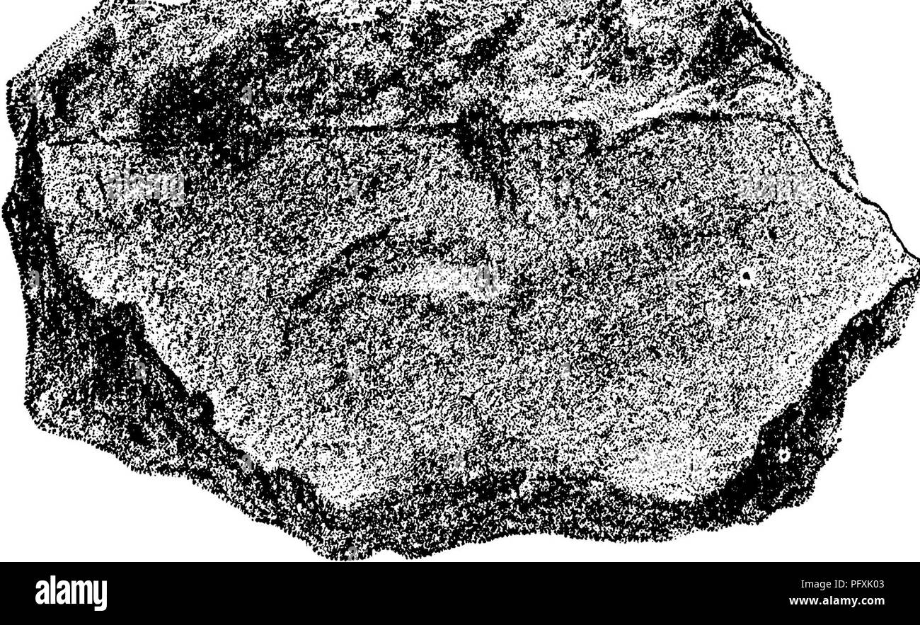 . Ein Wörterbuch der Fossilien von Pennsylvania und Nachbarstaaten in die Berichte und Kataloge der Umfrage benannt... Paläontologie. Rupert und Bloomsburg, Columbia Co., Pa. Weiße fand es im Bett 38, Abs. 13 (Bed 4, SEK 79) Chemung. - Siehe 000,1888, Kat. Sammlungen. Claypole die Exemplare 2-7 (5); 2-20; 5-8, 22, 42, 47, 66, 58, 93 (35), 68-3, 4, 5, 6, 7; 75-2; 84-4; 97-8, 9, 99-28, 29, 30 (46.) - VIIIc, und g, Chonetes lineatus.. {Strophomena lineata.) Hall, Geol-Vj-ICH, ^, gie der vierten Bezirk, N.Y., 1843, paire 175, Abb. 70,3. Vanuxem, Geologie des Dritten Di Stockfoto