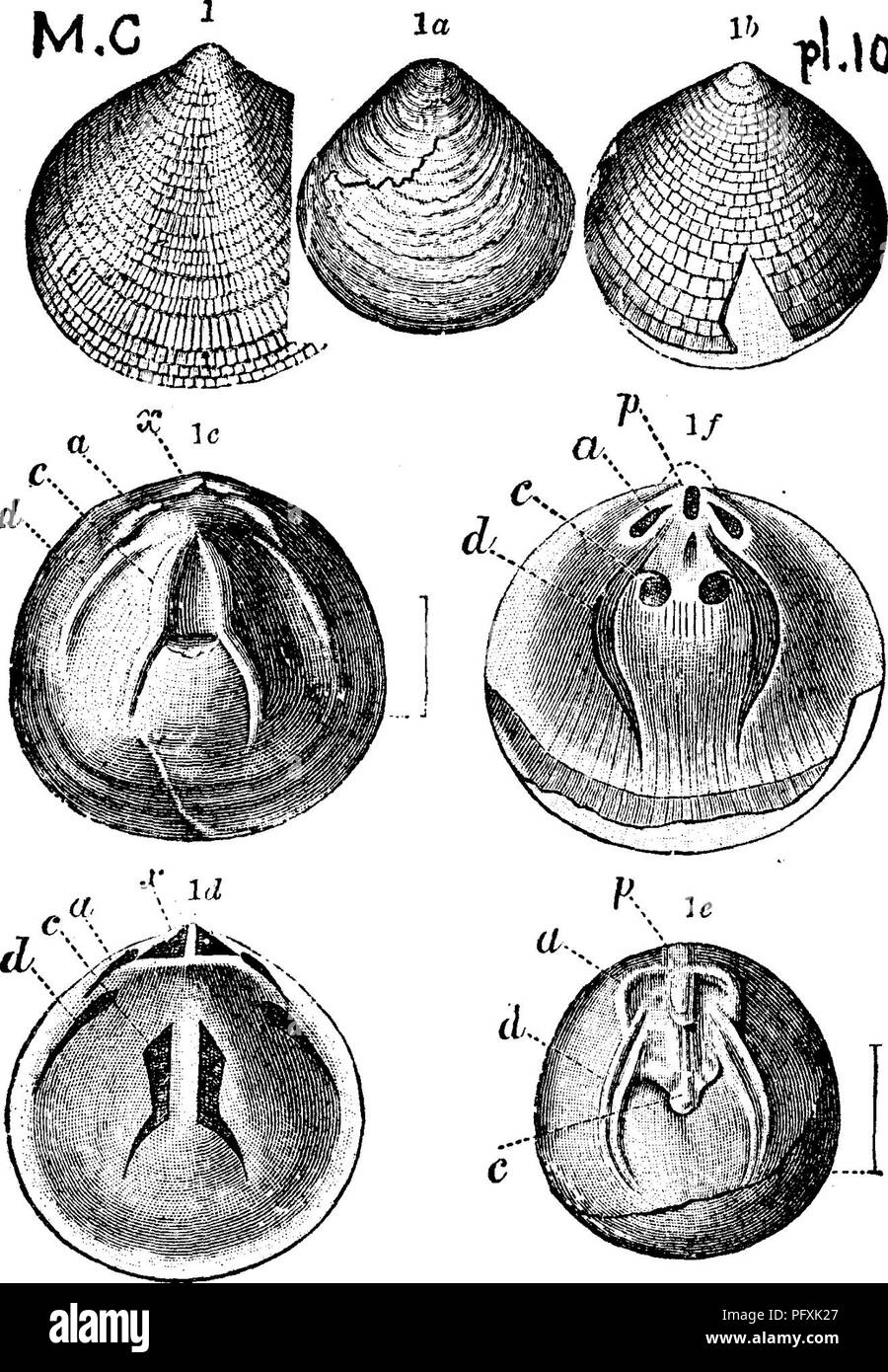 . Ein Wörterbuch der Fossilien von Pennsylvania und Nachbarstaaten in die Berichte und Kataloge der Umfrage benannt... Paläontologie. Obolella Circe. Walcott. Bull. Nr. 30, TJ. S. G. S. Seite h1 10 11^5 Platte 10, Abb. 3, Innen" der dorsalen und Abb. 3a^ in-Seite der ventralen (?) Ventile. - Siehe Billings, Can. Nat 1872, Bd. 6, S. 219.- Georgische limesione, - geringe Quebec. Z C. Obolella Crassa. Ford. (Orbicula orassa.^ Hall, Pal. N.Y., Vol. 1, Pi. 79, Abb. 8 ^.- pl* IO Avicula desquamata^ Hall, Pal. N.Y., Vol. 1, Pi. 80, Abb. 3a, b-Dieolomus crassa^ Hall, 23d ein. Kt. N.Y., S.246, Pi. 13, Abb. Stockfoto