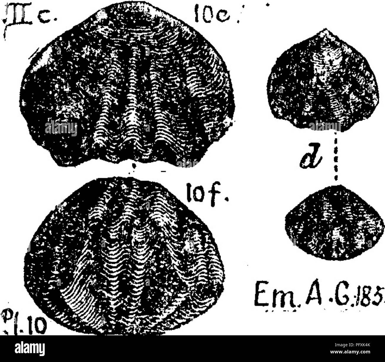 . Ein Wörterbuch der Fossilien von Pennsylvania und Nachbarstaaten in die Berichte und Kataloge der Umfrage benannt... Paläontologie. Camarella Congesta. {Atrypa congesta.) Hall, Geologie des vierten Bezirk von New York, 1843, Seite 71, Abb. 16, 2. Kogers, Geol. Pa 1858, Seite 823, Abb. 632. (Oonrad im Journal Acad. 2, Nat. Sci. Phila., 1842, Bd. VIII, Seite 265, Tafel 16, Abb. 18.) Clinton Bildung.-In Perry County, W. Center Township, Wag-ner Mühle 000, 1888, claypole's Collection, 60-1 (zwei Exemplare) von Clinton&amp; Salina.-Va^c. Camarella extans. {Atrypa extans.) Emmons' G Stockfoto