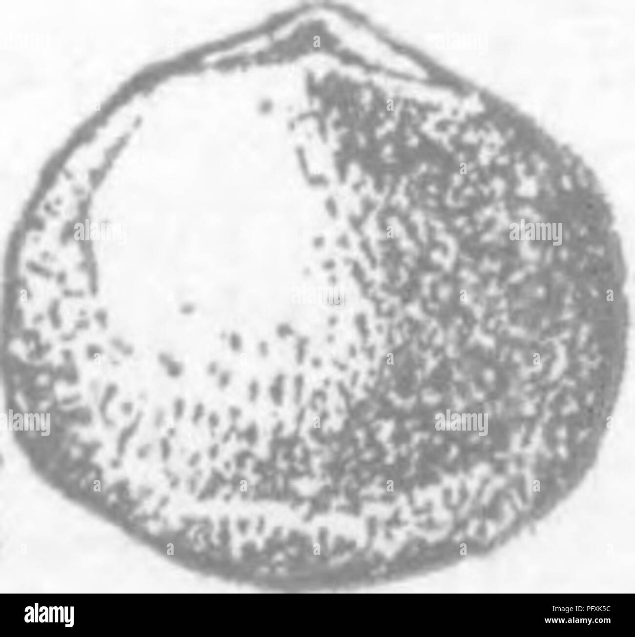 . Ein Wörterbuch der Fossilien von Pennsylvania und Nachbarstaaten in die Berichte und Kataloge der Umfrage benannt... Paläontologie. Pt.2S. Bericht 1881, S. 301, Plate 25;, Feigen. 22. bis 25. Dorsale, ven-, Quer- und Kardinal Ansichten einer ventricose Muster, hav-ing wesentlich das Aussehen von JSF, Ventricosa der Unteren gehalten - erberg Gruppe. Abbn. 26, 27, dorsalen und seitlichem Blick auf eine weniger ventricose Muster, mit der Oberfläche fast vollständig abgedeckt durch feine Härchen; Bild. 28, dorsalen Ansicht einer Probe mit mehr Prom-Inent Schnabel. - Niagara^ Vi, Nucleospira Sp.. {Atrypa Goncinna.) Hall, 1884, p Stockfoto