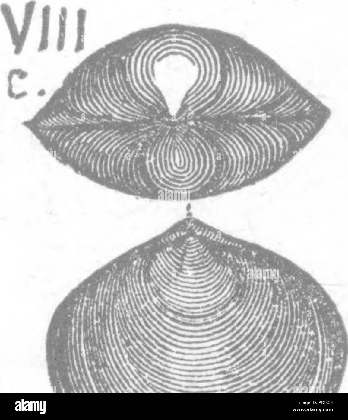 . Ein Wörterbuch der Fossilien von Pennsylvania und Nachbarstaaten in die Berichte und Kataloge der Umfrage benannt... Paläontologie. Bericht 1881, S. 301, Plate 25;, Feigen. 22. bis 25. Dorsale, ven-, Quer- und Kardinal Ansichten einer ventricose Muster, hav-ing wesentlich das Aussehen von JSF, Ventricosa der Unteren gehalten - erberg Gruppe. Abbn. 26, 27, dorsalen und seitlichem Blick auf eine weniger ventricose Muster, mit der Oberfläche fast vollständig abgedeckt durch feine Härchen; Bild. 28, dorsalen Ansicht einer Probe mit mehr Prom-Inent Schnabel. - Niagara^ Vi, Nucleospira Sp.. {Atrypa Goncinna.) Hall, 1884, p200, Stockfoto
