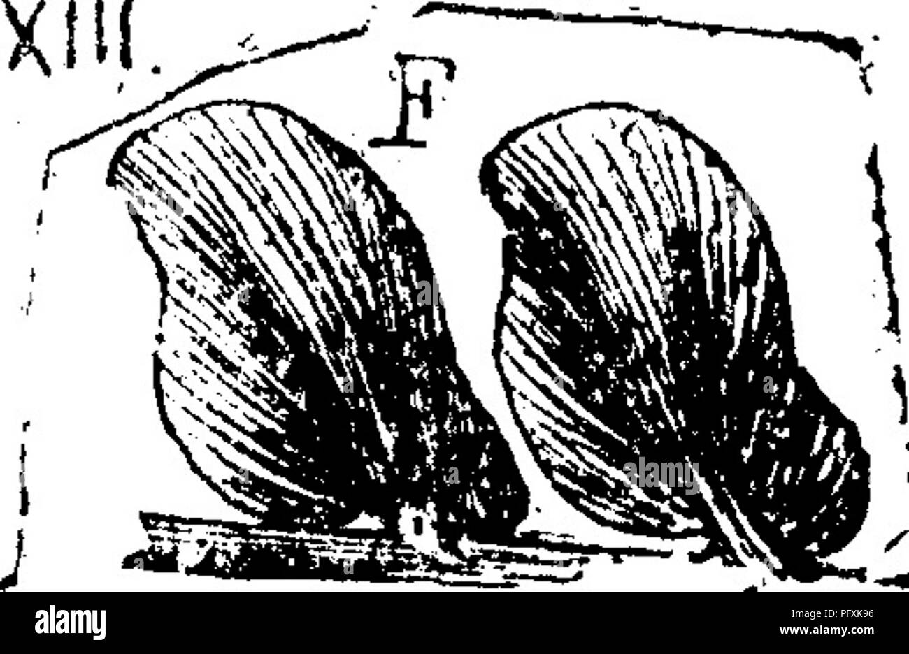 . Ein Wörterbuch der Fossilien von Pennsylvania und Nachbarstaaten in die Berichte und Kataloge der Umfrage benannt... Paläontologie. iii^ e% Neuropteris crenulata? "Brgt. Lesq. Geol., Pa 1858, S.859, Pi. 5, Abb. 6; ein einziges Blatt dieser J^^" Europäischen Farn, durch Lesquereux auf der Anthrazit Salem Vene gefunden, Pottsville; aber seine nervation und sehr kleine runde Zähne um das Blatt es identifiziert. Auch, Kohle Flora, 1880, S. 116, Pi. 16, Abb. 9. bis 11. Exemplare aus Wilkesbarre, und aus dem Tre - Mont tunnel Vene, werfen Zweifel an der Identität. (Lesq.) Ein paar Exemplare bei Cannelton, W. PA.-XII. Stockfoto