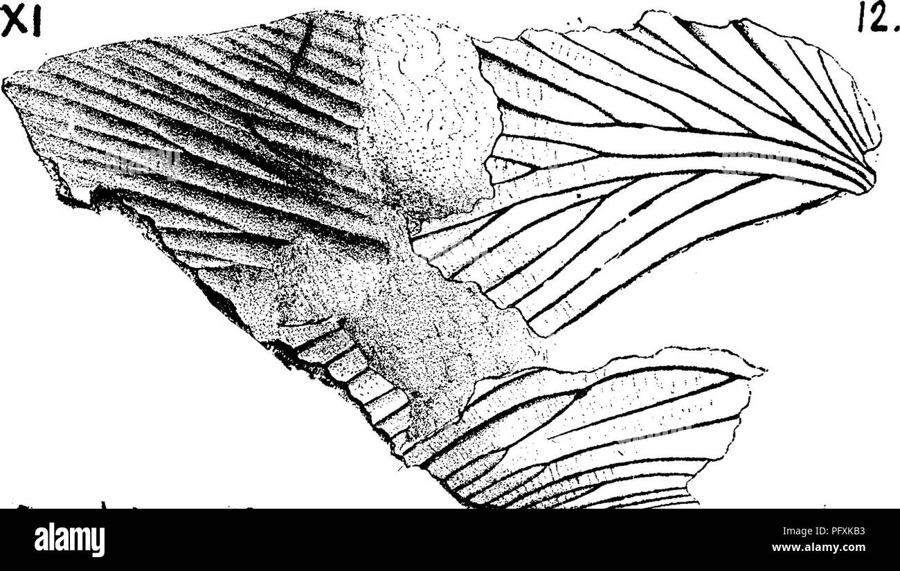 . Ein Wörterbuch der Fossilien von Pennsylvania und Nachbarstaaten in die Berichte und Kataloge der Umfrage benannt... Paläontologie. 3, 1879, S. 52 bis 56, Platte 5, m. 9; von Insekt Flügel in schwarzen Schieferdach von Boston Mine, zwei Meilen S. E. von Pittston, PA,, Nördliche Anthrazit Becken. Sammlung von Herrn Lacoe.-XIII. Necymylacris lacoanum. Scudder, Mem. Boston N. H. S. Bd. 3, 1879, S. 53, 54, Pi. 5, Abb. 12, insekt Flügel in schwarz Schiefer Dach von Boston Mine gefunden, zwei Meilen S. XIII. E. von Pittston, Luzerne Co., Pa., Lacoe-Kollektion. Bitte beachten Sie, dass diese Bilder aus gescannten p extrahiert werden Stockfoto