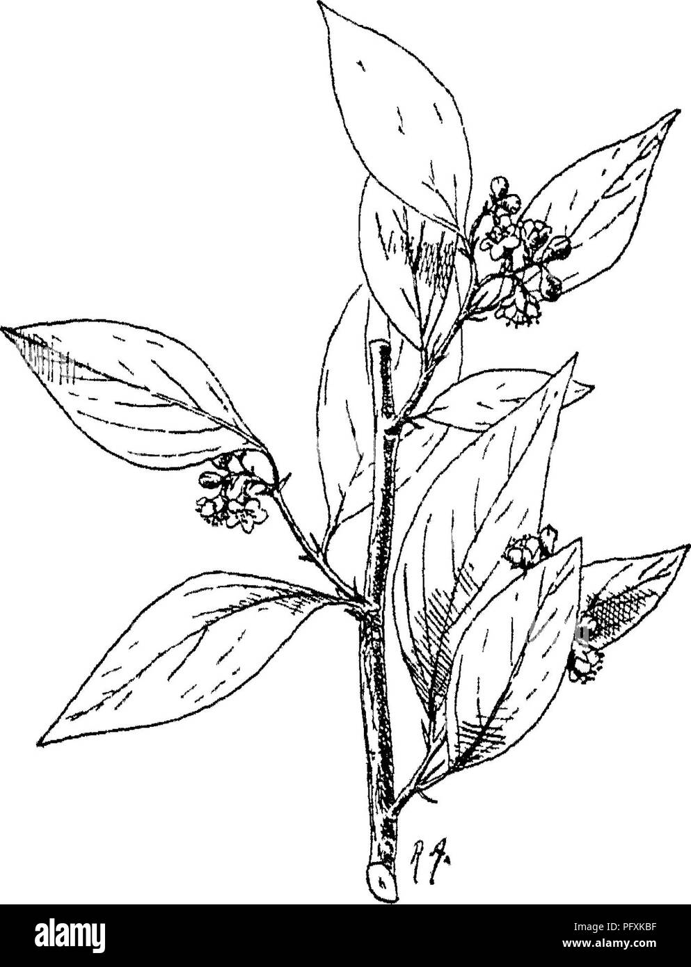 . Indische Bäume: Bäume, Sträucher, Bäume, Kletterpflanzen, Bambus und Palmen indigene oder allgemein in der British Indian Empire kultiviert. Bäume. Babybett 0 n Ost er] XLVI. EOSACE. E M, cynies^ an den Enden der kurzen Blatt-Lager branchlets. Tr. Zahlreiche, dunkel violett-braun, auf schlanke Stiele, in großen Trauben zu verbreiten. Kuram Tal. NAV. Himalaya, Indus. Sarda 5-10.000 ft., die bis in die innere trockenes Tal ^. Salz Bereich 1.500 0.500 ft. Fl. Mai-juni. 2. C. rosea, Edgew., Tehri Garhwal 8-9 .000 ft. Bajamara, Jamihar. Paternalla. Chenab Tal. Branchen schlank, hängend, Blätter lebb Haar Stockfoto