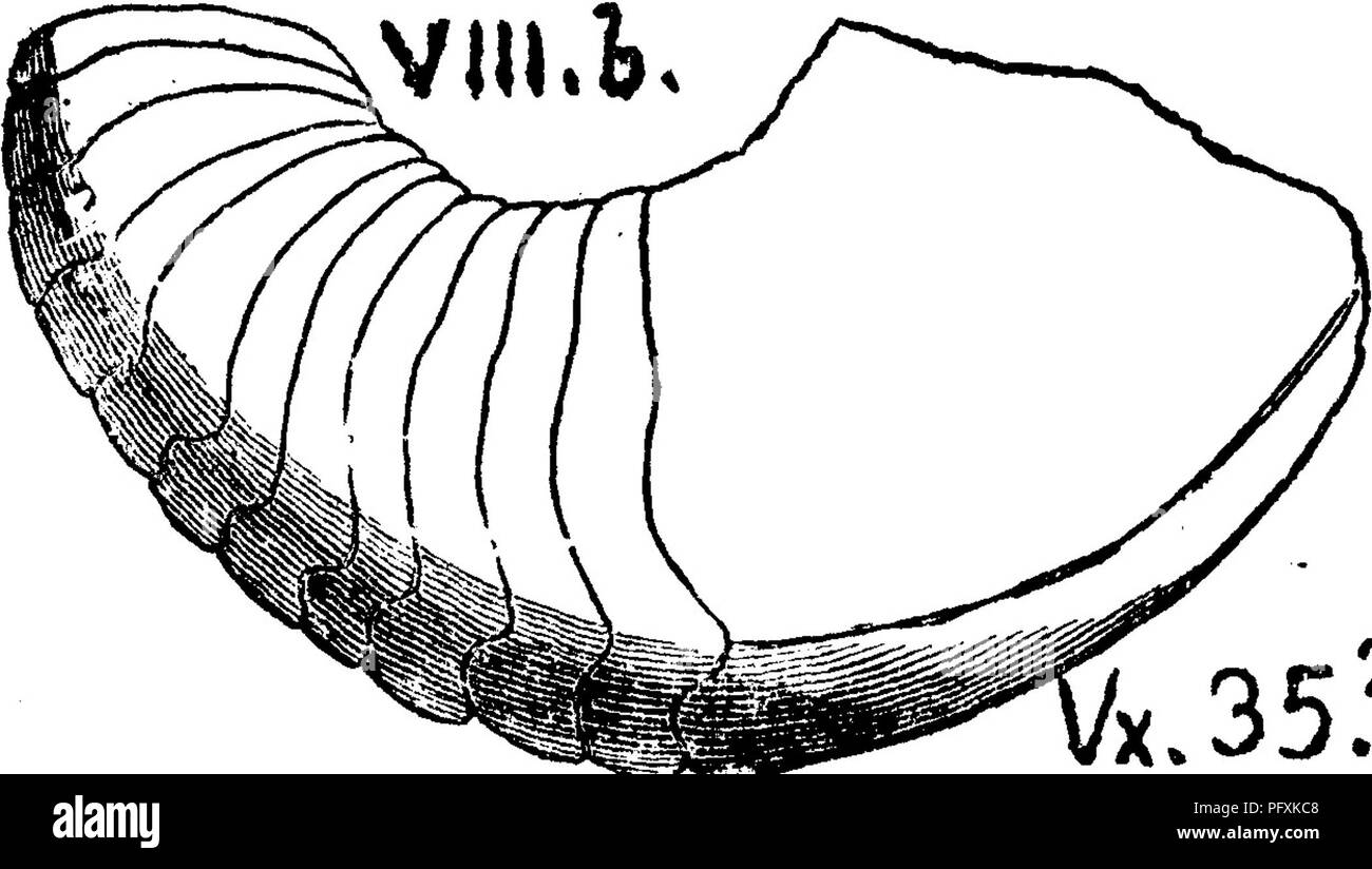 . Ein Wörterbuch der Fossilien von Pennsylvania und Nachbarstaaten in die Berichte und Kataloge der Umfrage benannt... Paläontologie. Hcdt-^^"^^^^^^^^^^ fVt/mS.si. Y. V/Ji, Teil 2, Tafel 56, Abb. 5, 6. Von Fellows, auf Marshalls Creek, Monroe Co., Pa. Cat. 00, S. 235, spec. 807-21. Ham-Ilton Schichten. VIII e. Nautilus marcellensis {Ooniatites marcellensis. Van-uxem, Seite 146, Abb., 35, 2. Marcellus Formation,) - ist reich an Bett Nr. 8 des McConnellstown Abschnitt, Huntingdon Co.Pa. in den dunklen Schiefer 10 Fuß unter 2 oben des Marcellus,^^^^^ - in der Nähe der Heff * ner Mühle, T3, S. 198. Stockfoto