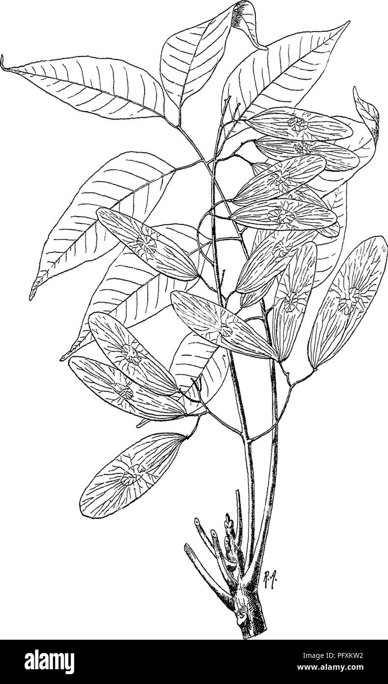 . Indische Bäume: Bäume, Sträucher, Bäume, Kletterpflanzen, Bambus und Palmen indigene oder allgemein in der British Indian Empire kultiviert. Bäume. 126 XXVI. SIMAEUBACE^[Allanthus Vern. Arita^ Rajputana; Malmrukli^ Hind., März; Maha nim^ Uriya; Peclcla Mami, Tel.; Matti Pongllyam^ Mai. Beciduotis, Terk grau, Blätter tomentose; np bis 3 ft. langen, Faltblätter 8-14 Paar,. Abb. 61.-^ Ailantlms malabarica, DC. ^. Fast gegenüber, von einem uneqnal-seitig b&AMP;se weitgehend falcate-Lanzettlichen, tief gesägt, oft Gelappt. Rispen reichlich, kürzer als Blätter, fl. gelblich, petalen Kahl, Filamente glabr Stockfoto