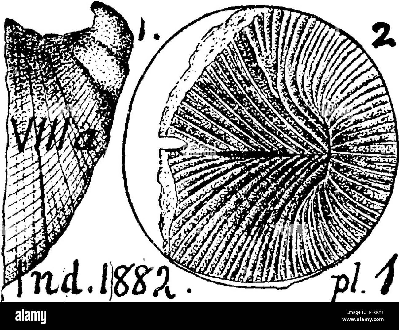 Fossette Fotos und Bildmaterial in hoher Auflösung Alamy