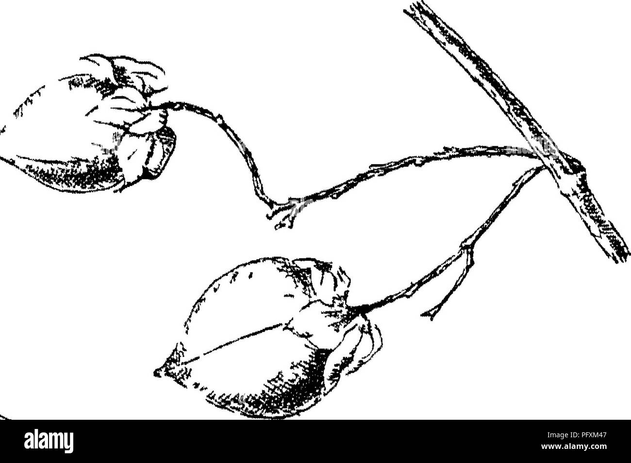 . Indische Bäume: Bäume, Sträucher, Bäume, Kletterpflanzen, Bambus und Palmen indigene oder allgemein in der British Indian Empire kultiviert. Bäume. Assam, im Tal sowie einem * hillb Bui - loundmg, Cachar, Ohittagong Rechnungen oberen Birma auf der Irawaddi über Bhamo Fl. April, Mai 8. V. GriifitMi, Germany. Mogaung, Upper Burma. Ein Baum. Blätter starr coiiaceons, Blade 4-9, blattstiel-J m. lang. yi. gelb, duftend, m mtich verzweigter axillar Rispen. B. (untergattung Synaptea). Eierstock in der Regel ganz oder teilweise im Gefäß eingetaucht, 2 Segmente der Fruchtkörper Kelch Expansion in Ionen Stockfoto