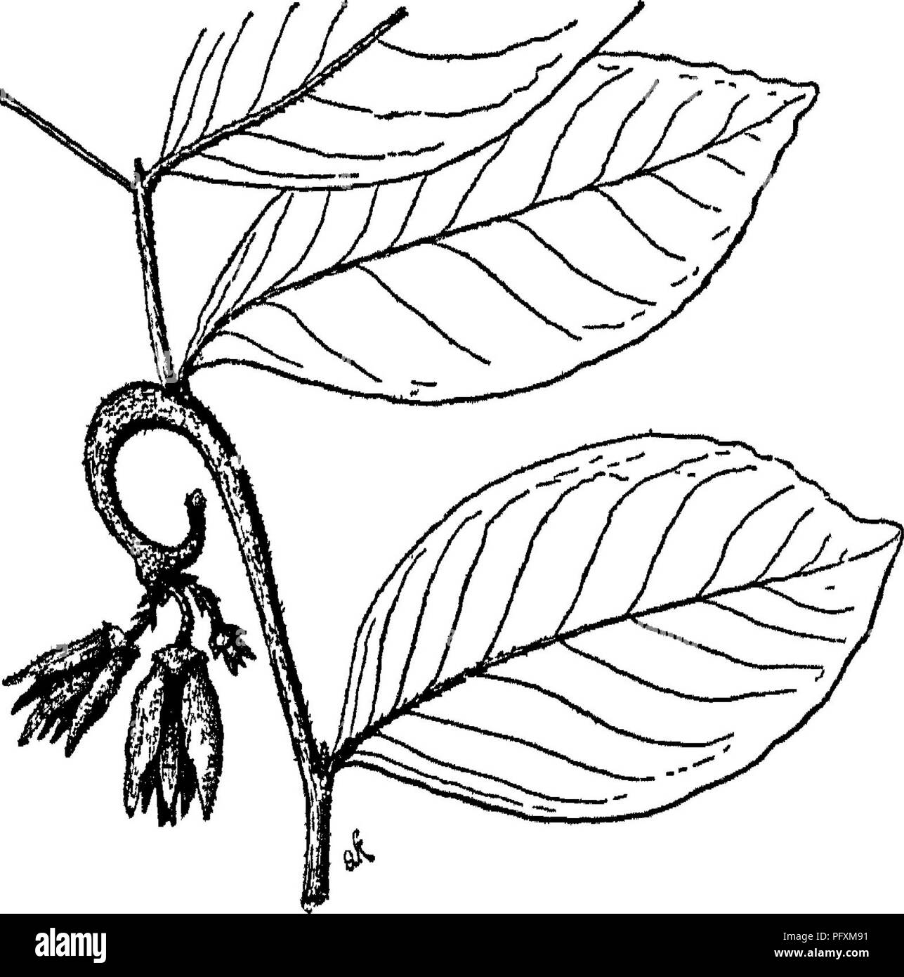 . Indische Bäume: Bäume, Sträucher, Bäume, Kletterpflanzen, Bambus und Palmen indigene oder allgemein in der British Indian Empire kultiviert. Bäume. Arfabotry^] IV. ANONACEJ] 21. Bitte beachten Sie, dass diese Bilder sind von der gescannten Seite Bilder, die digital für die Lesbarkeit verbessert haben mögen - Färbung und Aussehen dieser Abbildungen können nicht perfekt dem Original ähneln. extrahiert. Brandis, Dietrich, Sir, 1824-1907. London: A. Constable &Amp; Co., Ltd. Stockfoto