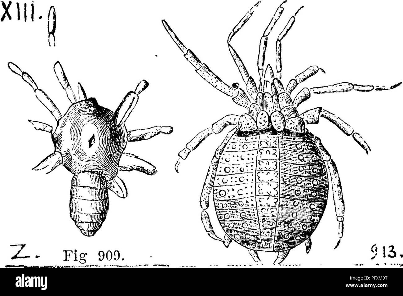 . Ein Wörterbuch der Fossilien von Pennsylvania und Nachbarstaaten in die Berichte und Kataloge der Umfrage benannt... Paläontologie. p (-6-f. 6 Siehe Bericht White, G7, S. 41. Arionelhcs quadrangularis. Siehe Agraulos quadrangu-Laris. Unteren Kambrium. Aristozoa. Muster in Carll &Amp; Kandall's Collections in Warren Co., Pa. C.E.Hall, Eeport von 1875, in Proc. Amer. Phil. Soc, Phila., 5. Januar 1876. - F /^/X. Arthrolycosa Antiqua. Harger. Ein fossil Spider der Kohle Alter, in einem Mazon creek Knötchen der Hlinois Kohle Feld gefunden. Zittels Handbuch der Paleontologie, 1885, Bd. 2, Seite 735, f Stockfoto