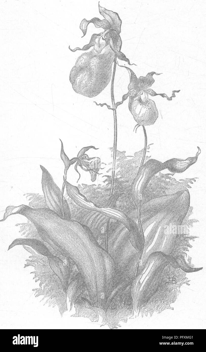 Diese Monografie präsentiert eine detaillierte Studie über Orchideen, die in Neuengland gefunden wurden, und hebt Arten wie den Pink Lady's Slipper (Cypripedium acaule), den RAM's Head (C. arietinum) und den Small Yellow Lady's Slipper (C. parviflorum) hervor. Sie erforscht ihre einzigartigen Eigenschaften und Lebensräume und bietet eine Ressource, um diese einheimischen Orchideen in der Region zu identifizieren und zu verstehen. Stockfoto