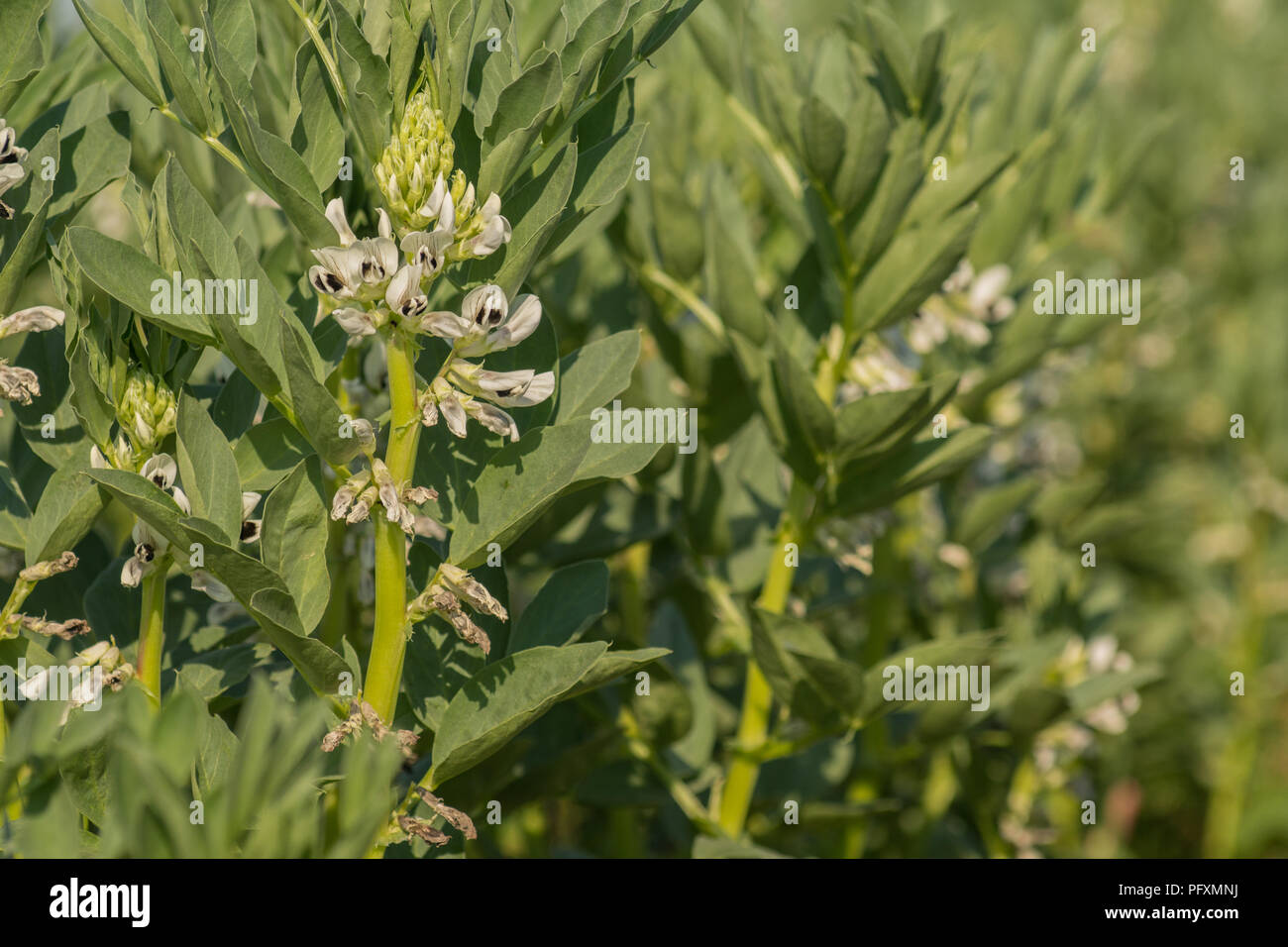 Blumen der Ackerbohne wachsende im Bereich Stockfoto