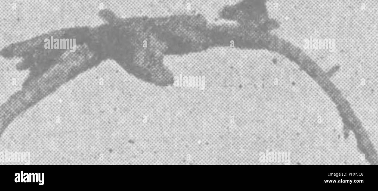 Dieser Leitfaden betont die Bedeutung der Bodenfruchtbarkeit und ihre Auswirkungen auf die Pflanzenproduktion. Es wird erläutert, wie Bodenorganismen, insbesondere Stickstoff-fixierende Bakterien, eine entscheidende Rolle bei der Erhaltung der Bodengesundheit und der Förderung des Pflanzenwachstums spielen und so zu nachhaltigen landwirtschaftlichen Praktiken beitragen. Stockfoto