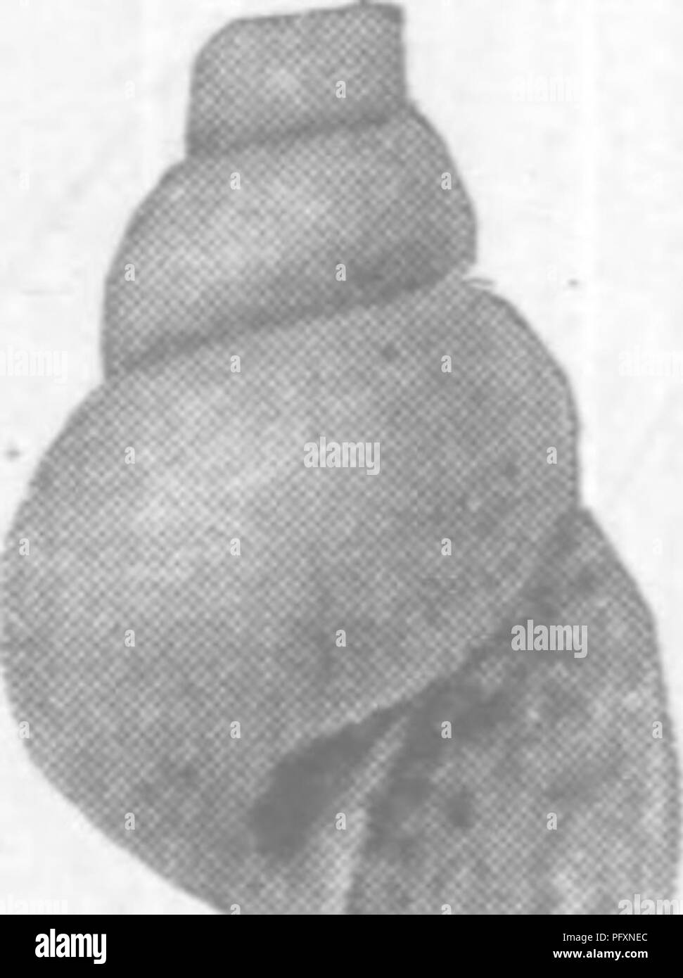 . Gasteropoda und Cephalopoda der Raritan Tone und Mergel greensand von New Jersey. Gastropoda, Fossil, Cephalopoda, Fossil, Paläontologie. J9. Bitte beachten Sie, dass diese Bilder sind von der gescannten Seite Bilder, die digital für die Lesbarkeit verbessert haben mögen - Färbung und Aussehen dieser Abbildungen können nicht perfekt dem Original ähneln. extrahiert. Whitfield, Robert Parr, 1828-1910; New Jersey Geological Survey. [Bericht über Paläontologie]. Trenton, J. L. Murphy Pub. Co. Stockfoto