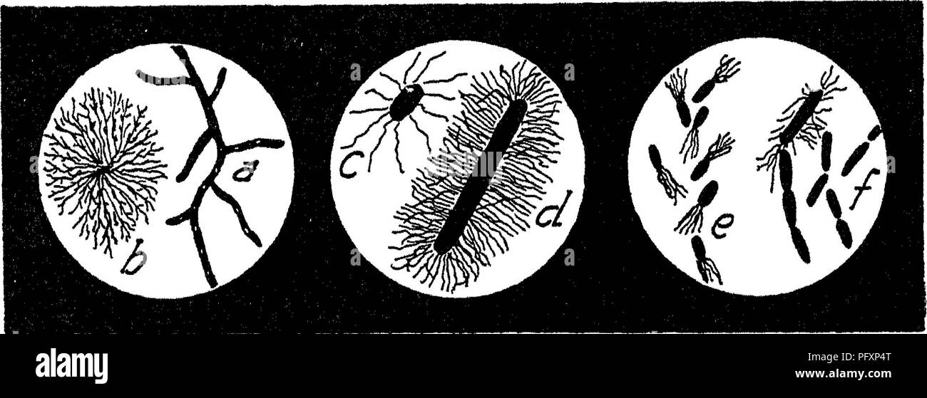 . Die Art und die Eigenschaften der Böden; ein Kollegium Text von edaphology. Böden. 394 NATUR UND EIGENSCHAFTEN DER BÖDEN unter eine beträchtliche Strecke der Temperatur. Einfrieren, während des Renderns Bakterien ruhenden, nicht töten, und Wachstum beginnt leicht über diesem Punkt.^ Es hat sich gezeigt, dass einige Nitrifikation tritt bei Temperaturen von bis zu von 37 * = * 39 °F. ist es nicht, howeyer, bis die Temperatur con ist wesentlich höher, dass bakterielle Funktionen ausgesprochen werden. Ab 70 ^ nach llO" * F. ihre Tätigkeit am größten ist, und Es dimin - ishes spürbar unter oder über diese Punkte. Die thermischen Tod Stockfoto