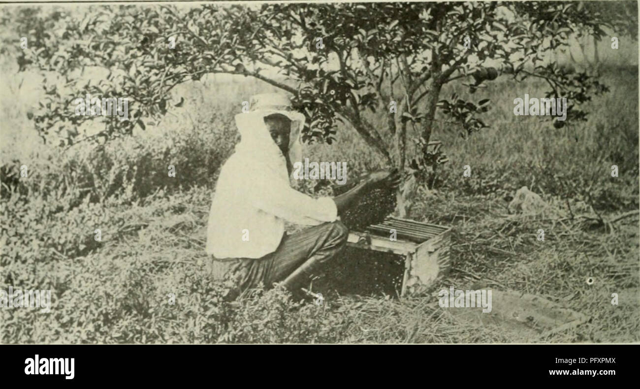 . Der Kuba zu überprüfen. Einem Kubanischen Bienenhaus. Die Prüfung eines Hive uf Bienen in der Nähe von Cuiisulaciun&lt; ici Siu, i'luviace Iji I "iiiar Jel Rio. Bitte beachten Sie, dass diese Bilder sind von der gescannten Seite Bilder, die digital für die Lesbarkeit verbessert haben mögen - Färbung und Aussehen dieser Abbildungen können nicht perfekt dem Original ähneln. extrahiert. Munson Steamship Line. New York: Munson Steamship Line Stockfoto