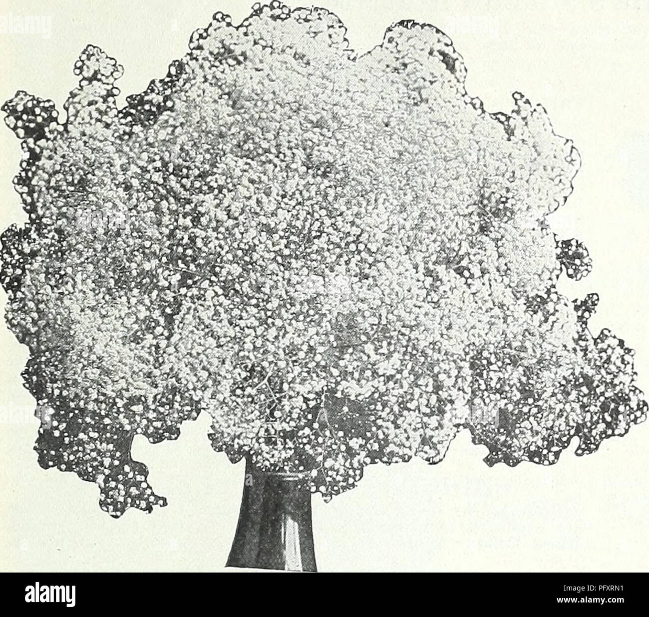 . Currie's Garten jährliche: Frühling 1934 59. Jahr. Blumen Samen Kataloge, Leuchtmittel (Pflanzen) Samen Samen Kataloge Kataloge; Gemüse; Baumschulen (Gartenbau) Kataloge; Pflanzen, Zierpflanzen Kataloge; Gartengeräte und Zubehör Kataloge. CURRIE BRO THERS CO., Milwaukee, Wis. Seite 49. Gypsophila-Sub; GYPSOPHILA PANICULATA (Babfs Atem) - Formulare anmutige Gaze - wie Massen von Blumen, ausgezeichnet für Blumensträuße. Pflanzen, Preis, pro, 25 c; pro dtz., 2,50 $. Samen Pkt. 10 c PANICULATA, FL. PL. - eine doppelte Form der oben genannten, ähnlich wie in der Größe, aber Reiner weiß. Pflanzen, Preis, jeweils 35 c; pro Dutzend, $ 4,00. Samen, Stockfoto