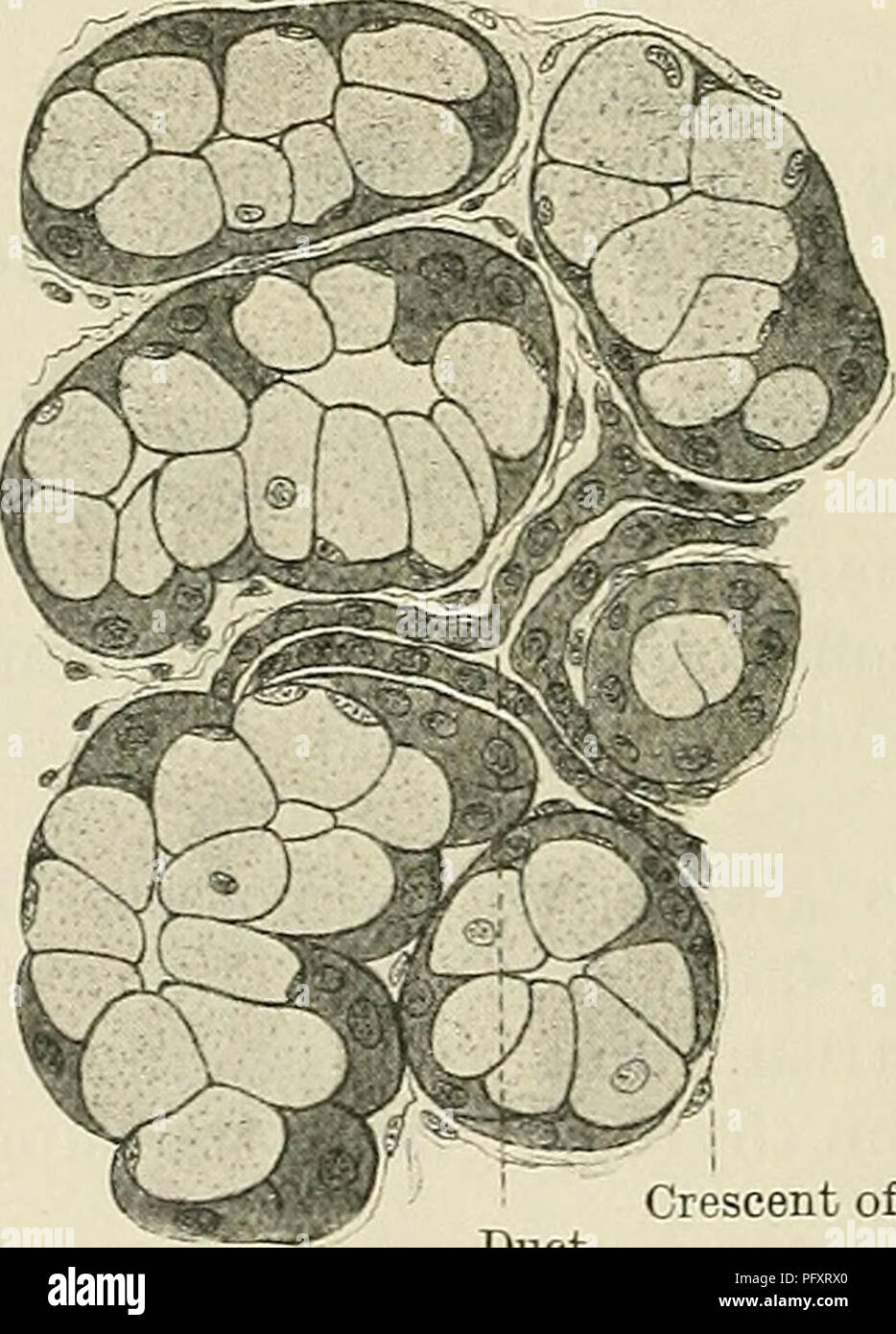 . Cunninghams Lehrbuch der Anatomie. Anatomie. Eine alveolus mit absondernden Zellen Bindegewebe. Die meisten der Drüsen der Halbmond von gianuzzi Th? Hod 7 sind Beispiele für diese Sorte - z.b. die Sali - Drüsen variieren, die kleine Drüsen des Mundes, Abb. 895.- Abschnitt eine seröse Drüse auf der linken Seite, eine schleimige Drüse Zunge, Rachen, ceso - auf die acht Seite (Bohm und v. Davidoff.) phagus usw. In der serösen Drüse die granulare absondernden Zellen und die zentral platzierten Kern-A-Compound acinous sollten vermerkt werden. Die relativ klaren Zellen, mit der dunklen Spangen (Racemose) Drüse ist com-Gianuzzi, di Stockfoto