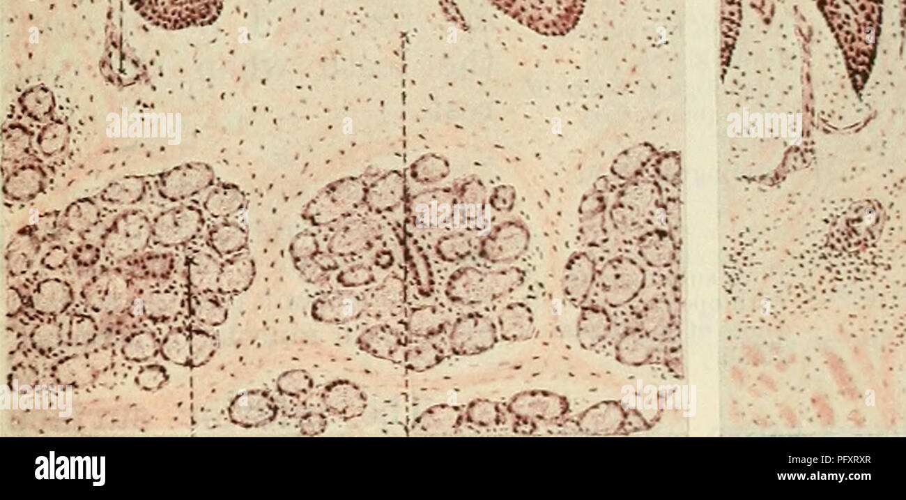 . Cunninghams Lehrbuch der Anatomie. Anatomie. Die Zunge. 1127 Papille