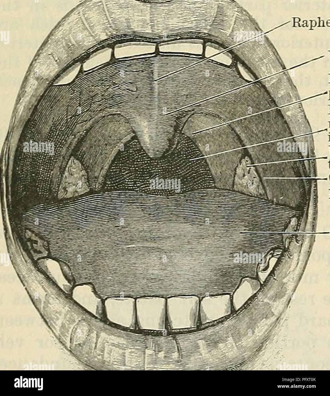 . Cunninghams Lehrbuch der Anatomie. Anatomie. 1112 DAS