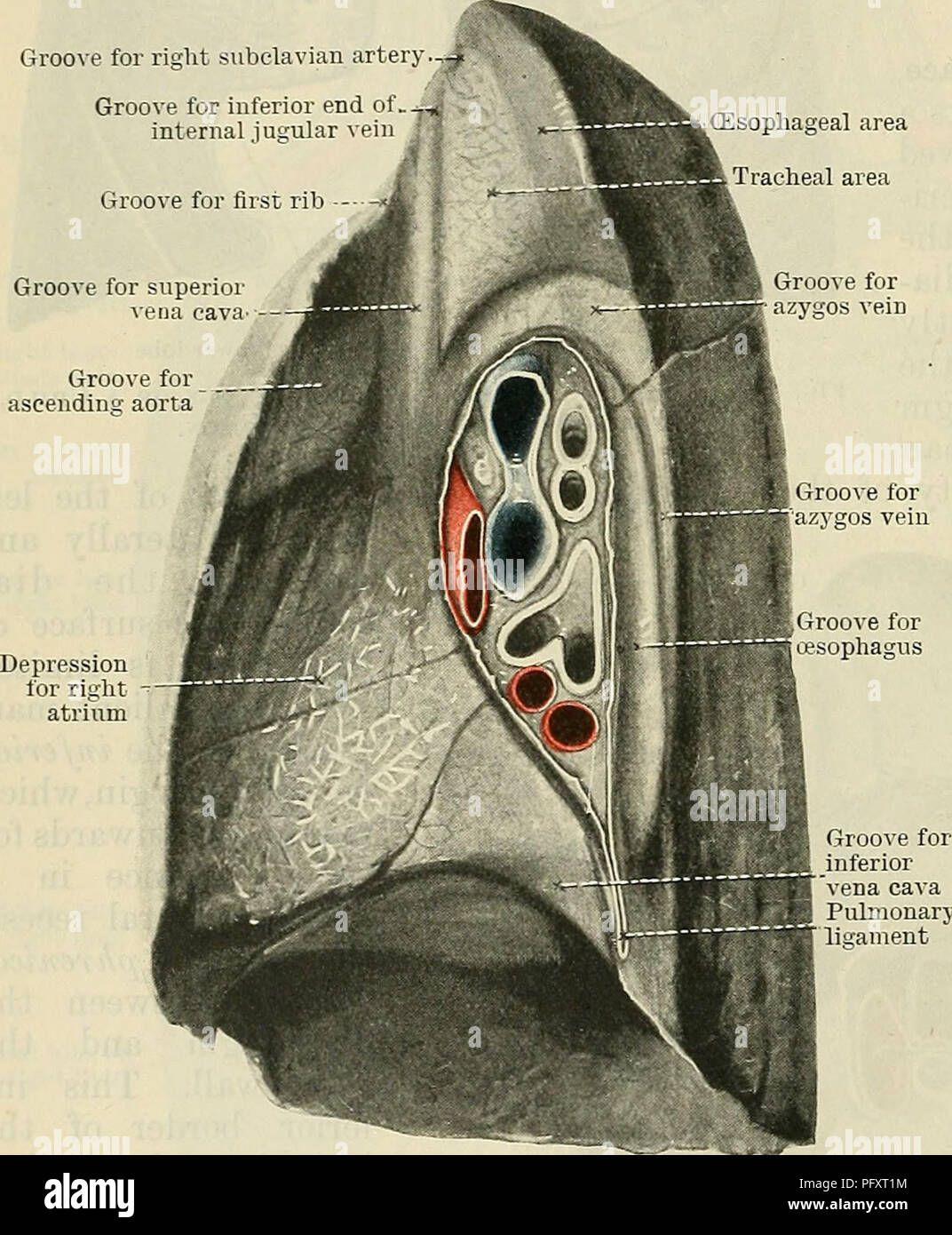 h2mKmN4DRngAC9AfyT09 632.541.383-09 (1) - Anatomia I