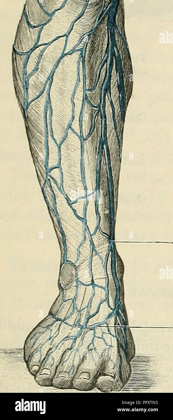 . Cunninghams Lehrbuch der Anatomie. Anatomie. Great Saphenous Vein. Great Saphenous Vein dorsalen venöse arch Abb. 794.-- Der große Saphenous Vein und seinen Nebenflüssen. Dorsalen digitale Vene aus der medialen Seite der großen Zehe endet in der Great Saphenous Vein, und dass von der Seite der kleinen Zeh endet in der kleinen Saphenous Vein. Arcus Venosus Direktbestellung. - Die dorsale venöse Arch liegt im subkutanen Gewebe zwischen Haut und der Dorsalen digitale Zweige der oberflächlichen peronseal. Bitte beachten Sie, dass diese Bilder extrahiert werden aus der gescannten Seite Bilder, gewesen sein kann Stockfoto