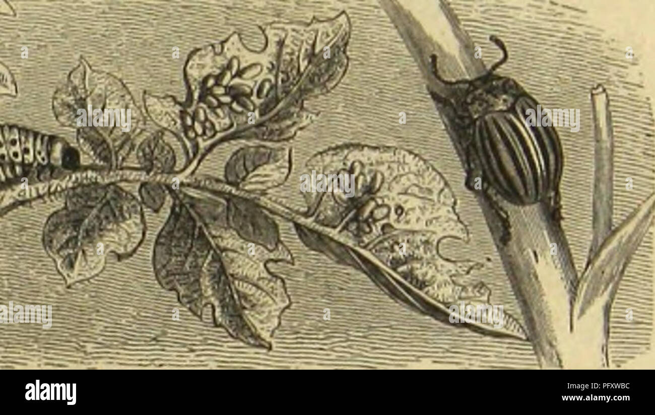 . Sterben Kämpfen, Tausendfu? ssler und Spinnen. Insekten; Arthropoda. - Cototobo JVattoffttiafet (Leptlnotaisa decemllneata) tictfl artoc Giern unb 8. LoptiDotarsa Juncta. "Dnllltl. © RUFET. S) er Golorabo* Kartoff elf äfer überwintert in ber Grbe über brciunbfed) 3 ig (Zentimeter tief, man roie beraubtet, Benn äh fiubet Fid) im Slbrit bei tiefgeljenber 2 lderarbeit in Stengen. Sobalb bic Karioffelncccr grün gch&gt; Orben fteflt finb, äh Fid) in beufetben ein, um Fid) bon ben Blättern 311 ernähren unb au bereu Unterfeite bie bottergetbeu, länglidjcn Gier in Kndjen bon fünfuubbrcißig Biz bierjig Stild anj Stockfoto