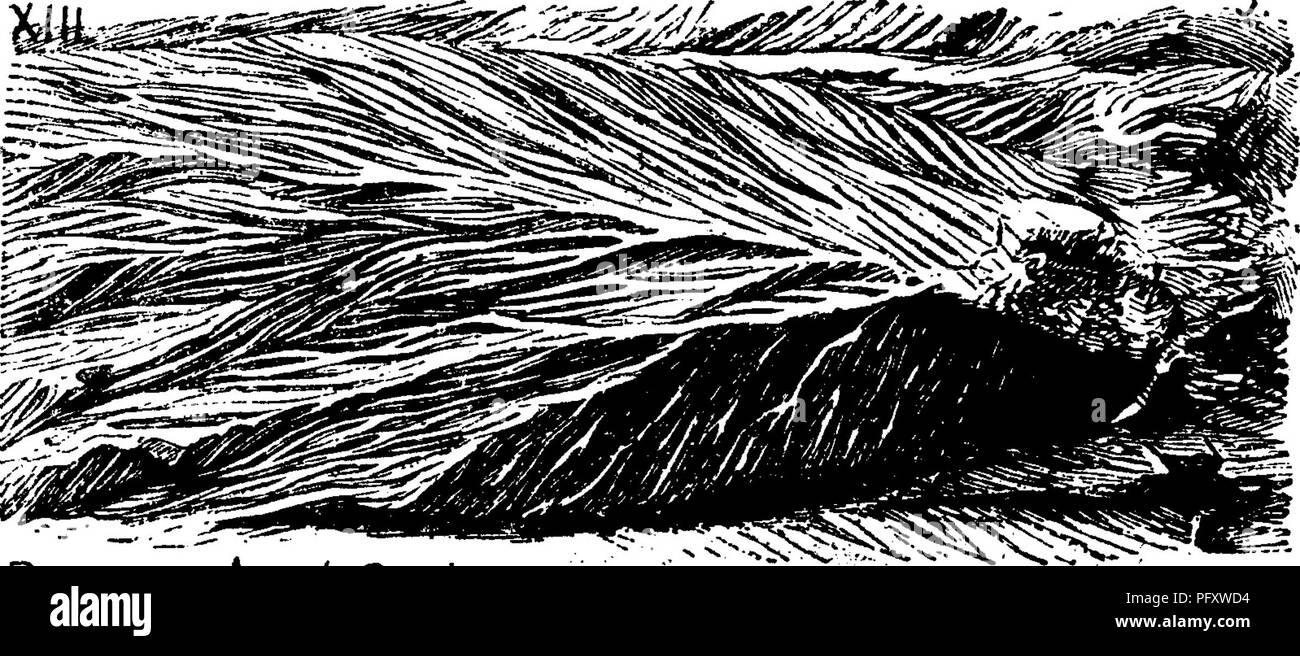. Ein Wörterbuch der Fossilien von Pennsylvania und Nachbarstaaten in die Berichte und Kataloge der Umfrage benannt... Paläontologie. N.Y., Vol. 1, Nr. 8, 1886, Seite 344, i) Lale33, lig. 3, Natu/alsiBe^ Seitenansicht einer Besetzung dieser (Ceratiocaris) Phyllocaris; 4, 5, erweiterten Rückseite und diagramic Blick auf. Es gibt keine Evi- Muscheln mit Charakter; keine Spur von einem Scharnier, wie in Leperditia^ etc.); die Shell scheint lediglich gebogen über entlang der Linie der zurück, als kontinuierlicher Stück, das beide Seiten der ani-mals Körper zu sein, und die muskulöse Narben sind genau auf diese Mitte l gelegen Stockfoto