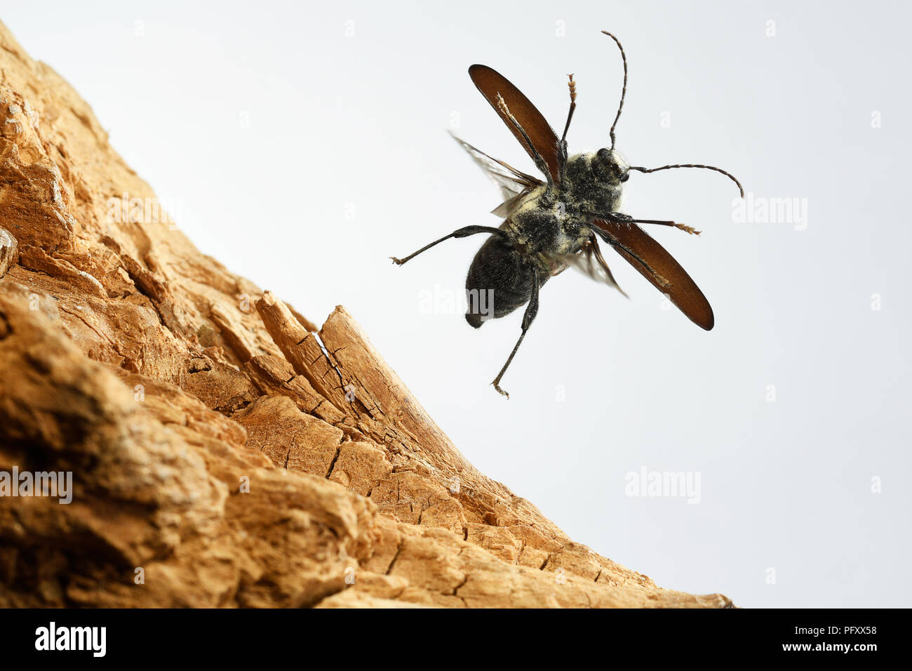 Alt - Haus borer (Hylotrupes bajulus), im Flug, Deutschland Stockfoto