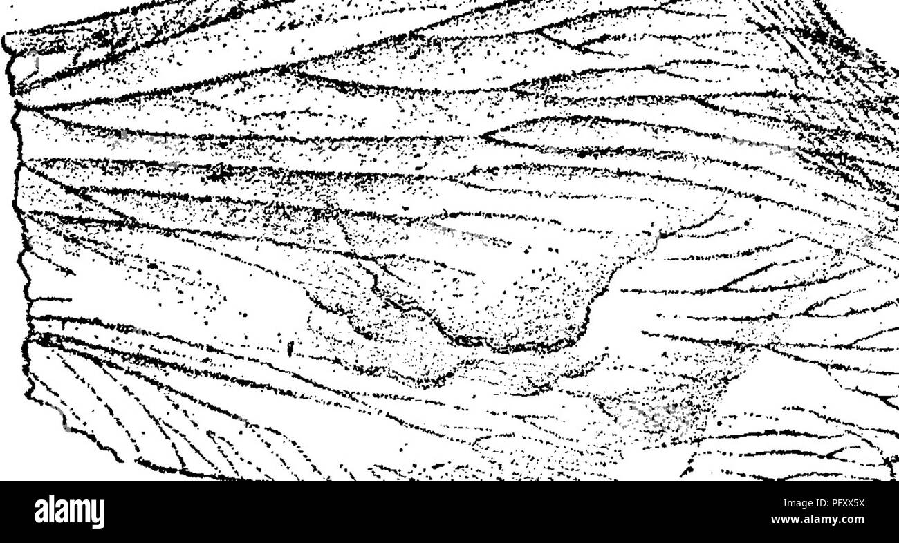 . Ein Wörterbuch der Fossilien von Pennsylvania und Nachbarstaaten in die Berichte und Kataloge der Umfrage benannt... Paläontologie. Pol. 730 c, äußere inrolled Kante; d, Profil längs der Kante. Chester, 111., Chester Kalkstein (unter Konglomerat). Von allen anderen bekannten Sorten unterscheidbar, und ein Unikat von oben die Chester fisch Bett, welche Hand erbrachte die meisten Fische bleibt. Es ist die größte bekannte Arten dieser Art von Fisch. âXI, Polemarehus gigas, E. Hitchcock, ichthyology der Messe 1858, S. 107, 181, Pi. 18, Abb. 1, natürliche Größe {hier auf die Hälfte reduziert) Der Stockfoto