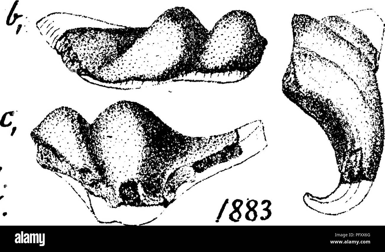 . Ein Wörterbuch der Fossilien von Pennsylvania und Nachbarstaaten in die Berichte und Kataloge der Umfrage benannt... Paläontologie. Bd. 7, j} l.g. S.136, Pi. 8, Abb. 18", der oberen hinteren linken Kiefer fisch Zahn, von oben, teilweise in der restaurierten gesehen; 5, Querprofil, inneren Rand;. Bitte beachten Sie, dass diese Bilder sind von der gescannten Seite Bilder, die digital für die Lesbarkeit verbessert haben mögen - Färbung und Aussehen dieser Abbildungen können nicht perfekt dem Original ähneln. extrahiert. Lesley, J. S. (J. Peter), 1819-1903; Pennsylvania. Kollegium der Kommissionsmitglieder für die Zweite Ge Stockfoto