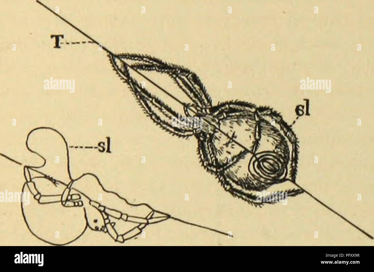 . Amerikanische spinnen und ihre Spinnen. Eine natürliche Geschichte der orbweaving Spinnen der Vereinigten Staaten, insbesondere im Hinblick auf ihre Branche und Gewohnheiten. Spinnen. 188 amerikanischen Spinnen und ihre SPINNINGWORK.. Abb. 179. Pcsition von Hyptiotes auf ihre trapline, T. Die Spule cl, in der oberen Abbildung gezeigt und bei Si in der Unteren. Die Radien alSb war sehr groß. Der Raum zwischen den verschiedenen Radien, gemessenen bei Beendigung der Spirale Raum, war etwa gleich in allen auf eins und sieben Achtel Zoll. Über die Snare am Anfang der Spirale Raum die Distanz war Halb Zoll in al Stockfoto