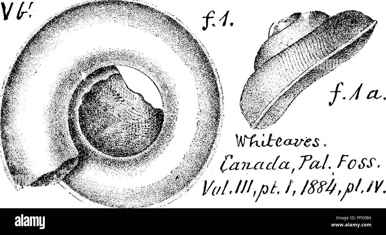 . Ein Wörterbuch der Fossilien von Pennsylvania und Nachbarstaaten in die Berichte und Kataloge der Umfrage benannt... Paläontologie. 721 Plbu {Abbildung von Pleurotomaria Valeria; Seite 720). W C^ TcoL ivaclci, FoSS, Pleurotomaria wortheni, Halle, Trans. Alb. Inst. Vol. 4,1856; Iowa Bericht, 1858, Tafel 23, Abb. 13; Whitfield, Bull. 3, Standort. Mus. Nat. Hist. 1882, Tafel 9, Abb. 4; Collett Indiana Rt., 1882, Seite 356, Tafel 32, Abb. 4, Typ^^ Muster. Ein wenig wie S. s;? Aoer^Z^^ von Conrad, ^^S. coronata^ Halle. Spergen Hill, etc., Ind. s^lh-carhoniferous. XL Pleurotomaria? Emmons in seinem GEOLOG Stockfoto