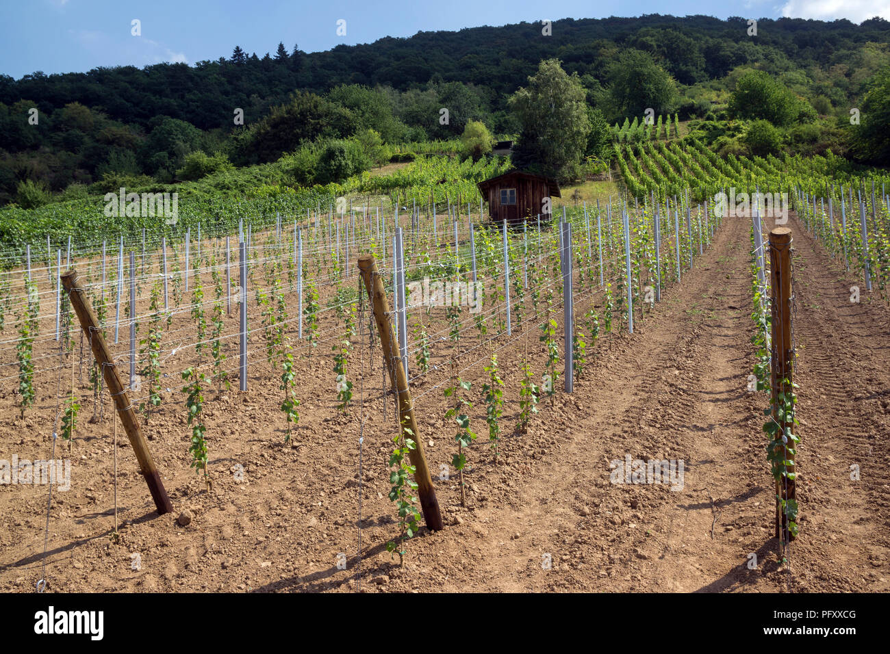 Weinbau, junge Reben, frisch gewachsen Weinberg, Dossenheim, Baden-Württemberg, Deutschland Stockfoto