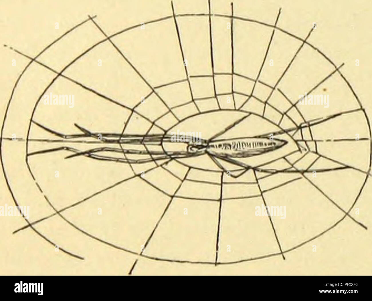 . Amerikanische spinnen und ihre Spinnen. Eine natürliche Geschichte der orbweaving Spinnen der Vereinigten Staaten, insbesondere im Hinblick auf ihre Branche und Gewohnheiten. Spinnen. 156 amerikanische SPIDEKS UND INNINGWOKK TIIEIll Sl'. Position auf dem Orb. Er liebt die Nachbarschaft des Wassers, aber gefunden ist weit verbreitet in den Wiesen und im Laub von Büschen und niedrigen Bäumen verteilt. Die Snare ist eine empfindliche Textur, fein Si) un, in der Regel, aber oft kurz und Straggling. Es ist cither in eine vertikale, horizontale oder geneigte Position platziert, sondern seine allgemeine Gewohnheit ist horizontal, und mit tliis Klasse von Stockfoto