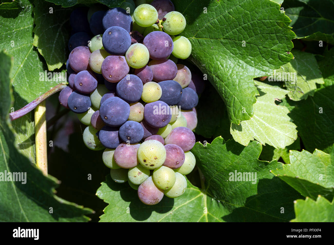 Blaue Trauben am Weinstock, Dossenheim, Baden-Württemberg, Deutschland Stockfoto