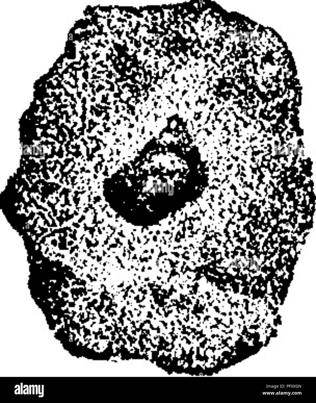 . Ein Wörterbuch der Fossilien von Pennsylvania und Nachbarstaaten in die Berichte und Kataloge der Umfrage benannt... Paläontologie. Pleurotomaria modesta, Keyes. Proc. Acad. Nat. Sc. ^^Phila., 1888, Seite 238, Tafel 12, Abb. 2, 5, eine wunderschöne kleine Quirl-Shell aus der kürzlich entdeckte sehr fossiliferousZ&lt;9i^e^^ Kohle Nr. 3 (=Nr. 7 des 111.) pyritous Dach Schiefer, mit mindestens 35 Gattungen und 60 Arten, in Des Moines, Iowa, nur über den St. Louis Kalkstein (X//Abwesend.) Möglicherweise identisch mit P, depressa^ Oox, ein Name, der jedoch von Phillips 1836 belegt für Anothe Stockfoto