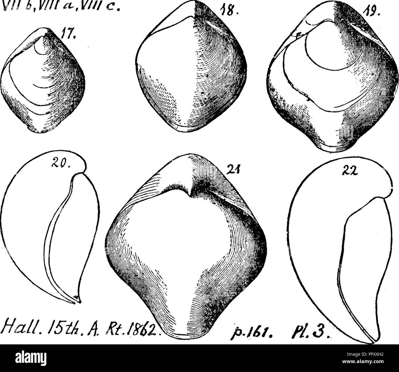 . Ein Wörterbuch der Fossilien von Pennsylvania und Nachbarstaaten in die Berichte und Kataloge der Umfrage benannt... Paläontologie. 393 Meris. Die dorsale Ventil, etwas weniger. . Ventrale Ventil mehr konvex; größte Konvexität etwas oberhalb der Mitte, abrupt geschwungene der Kardinal Marge, und mehr nach vorne. Ein vergleichsweise tiefer, breiter Sinus erstreckt sich von der Schnabel an der Basis, bilden eines der auffälligsten Merkmale der Arten Umbo prominente Allgemeine Aspekt der Oberfläche, die eine glatte Schale mit ein paar starke Linien oder varizen der Wachstum. Es gibt Hinweise von Ra Stockfoto