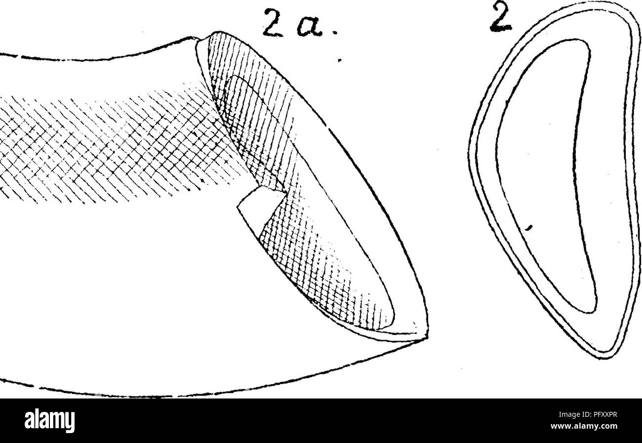 . Ein Wörterbuch der Fossilien von Pennsylvania und Nachbarstaaten in die Berichte und Kataloge der Umfrage benannt... Paläontologie. Fertig zu werden. April 7,1871, Bd. 12, S. 74, w. 1, 2. Abschnitte von canine Molaren eines gigantischen Sloth (2 a, Profil von 2 von Innerhalb) im Hafen Kennedy Höhle gefunden, Chester Co., Pa M Vergleichen, dissimilisj Leidy. - Post-pleiscene?. Bitte beachten Sie, dass diese Bilder sind von der gescannten Seite Bilder, die digital für die Lesbarkeit verbessert haben mögen - Färbung und Aussehen dieser Abbildungen können nicht perfekt dem Original ähneln. extrahiert. Lesley, J. S. (J. Pete Stockfoto