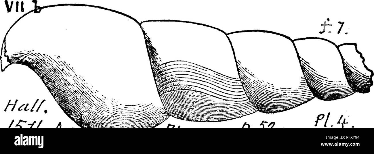 . Ein Wörterbuch der Fossilien von Pennsylvania und Nachbarstaaten in die Berichte und Kataloge der Umfrage benannt... Paläontologie. Clk. 8.16 Loxonema Noe. Clarke, Bull. 16, US G. S. 1885, S. 55, Vine 10 pl - 3, Abb. 10, vergrößerte S Zeiten; in konkretionen und weichen zugrunde liegenden Betten gefunden, Briggs Gully und Parrish Gully, Ontario Co., N.Y, die einzige Art der Gattung in Neapel (TJ. Genesee) Bildung, und ziemlich weit entfernt von der Loxonemas der Hamilton Schichten unten und die chemung Schichten oben; größere und weniger Rippen.-VIII e, Loxonema obtusum, Halle. Pal. N.Y., Bd. 3, 1859. Untere ICH Stockfoto