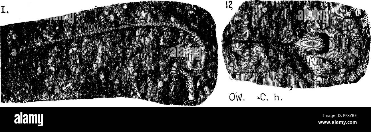 . Ein Wörterbuch der Fossilien von Pennsylvania und Nachbarstaaten in die Berichte und Kataloge der Umfrage benannt... Paläontologie. waensis, Owen, 1852, pi.l, Feigen. 6, 14, Pi. 1A, Abb. 9, ab dem vierten Trilobit Bett auf der Menomenie River.-/. Lonchocephalus hamulus. (Conocephalus hamulus^. OvV. - C. h. Owen, 1852, Halteplatte lA, Feigen. 8, 12, ein neugieriger hakenförmigen Wirbelsäule. Bitte beachten Sie, dass diese Bilder sind von der gescannten Seite Bilder, die digital für die Lesbarkeit verbessert haben mögen - Färbung und Aussehen dieser Abbildungen können nicht perfekt dem Original ähneln. extrahiert. Lesl Stockfoto