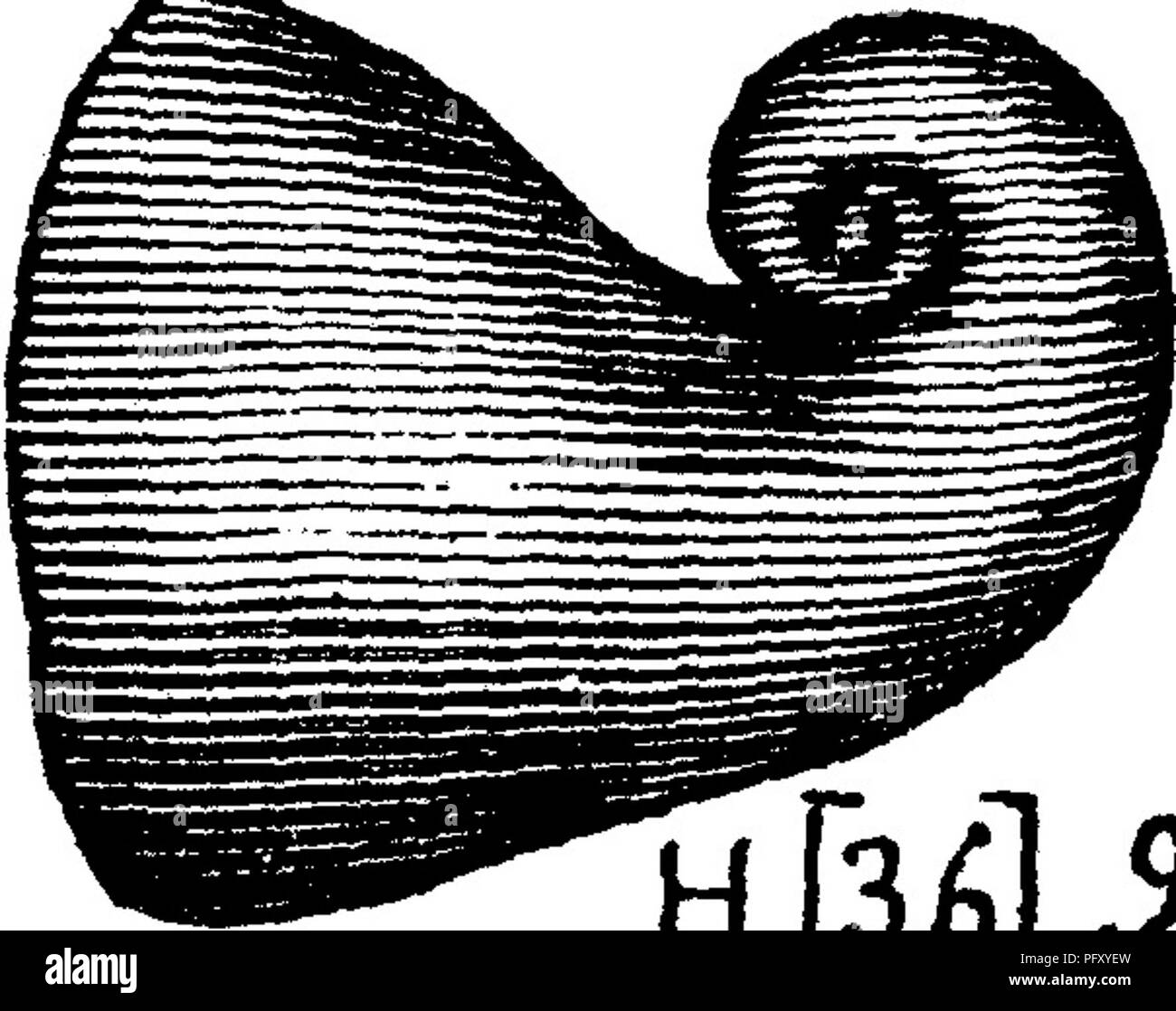 . Ein Wörterbuch der Fossilien von Pennsylvania und Nachbarstaaten in die Berichte und Kataloge der Umfrage benannt... Paläontologie. Platyc. 668 Platyceras eqvLilsLter 'a' ni^ verkrustete mit Platycrinus hem-isphericus^, die für die Abbildung zu sehen. Equilaterum Platyceras, verkrustete mit Ollacrinus tuherosus^, die für die Abbildung zu sehen. Platyceras erectum (AcrocuUa erecia, Vanuxem). Halle Bericht über Western District von New York, 1843, Seite 172, Abb. VIU 'K^^1^' [S^J^' oberen Helderberg. In Muster 807-12 der Sammlungen der Fellows und Genth, 1875 anerkannt, auf kintner's Farm, 1 m. S. W. von Marshall's fällt Stockfoto