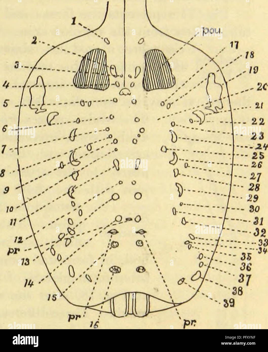 . Amerikanische spinnen und ihre Spinnen. Eine natürliche Geschichte der orbweaving Spinnen der Vereinigten Staaten, insbesondere im Hinblick auf ihre Branche und Gewohnheiten. Spinnen. Mauser GEWOHNHEITEN DER spinnen. 113 Diese gibt es eine große Anzahl von Punkten für die unmittelbare Einfügung der Muskeln auf die Nagelhaut ohne Verdickung der chitine an diesem Punkt. Wie konformationen sind auf der dorsalen Seite des Abdomen beobachtet. Diese sind in der Nähe der lokalen Verdickungen Der chitine an den inser- rung der dorso-ventralen Muskeln, o und im Intervall besteht zwischen den Leitungen der örtlichen Dick-Eni Stockfoto